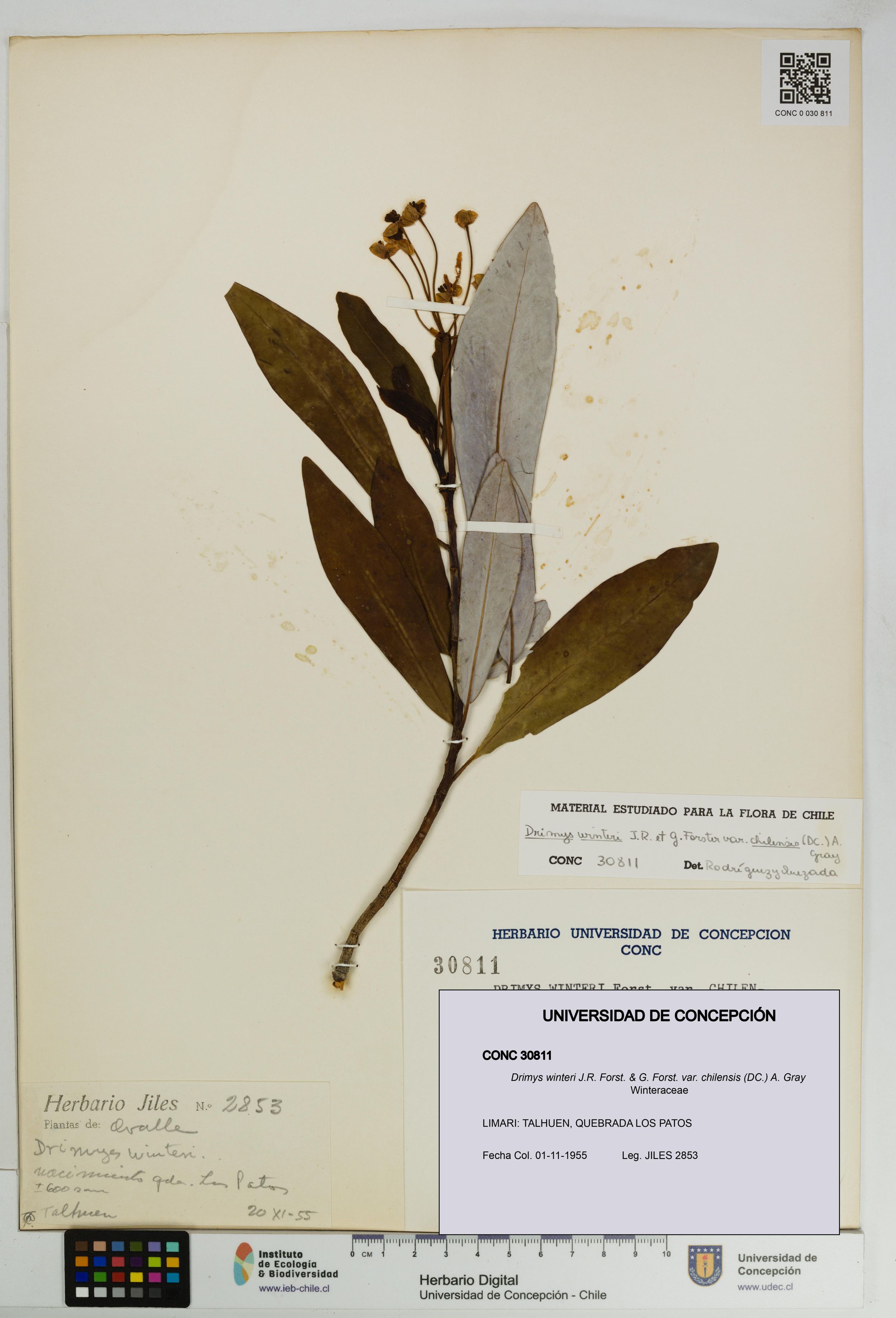 Drimys winteri var. chilensis [Espécimen: ]