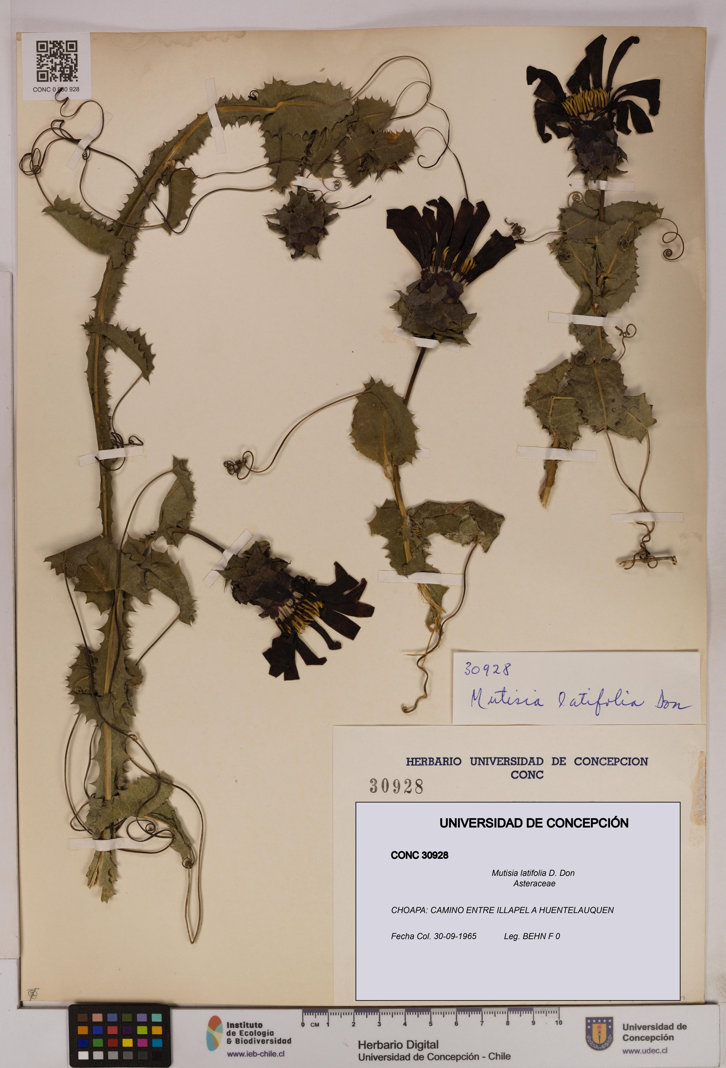 Mutisia latifolia [Espécimen: ]