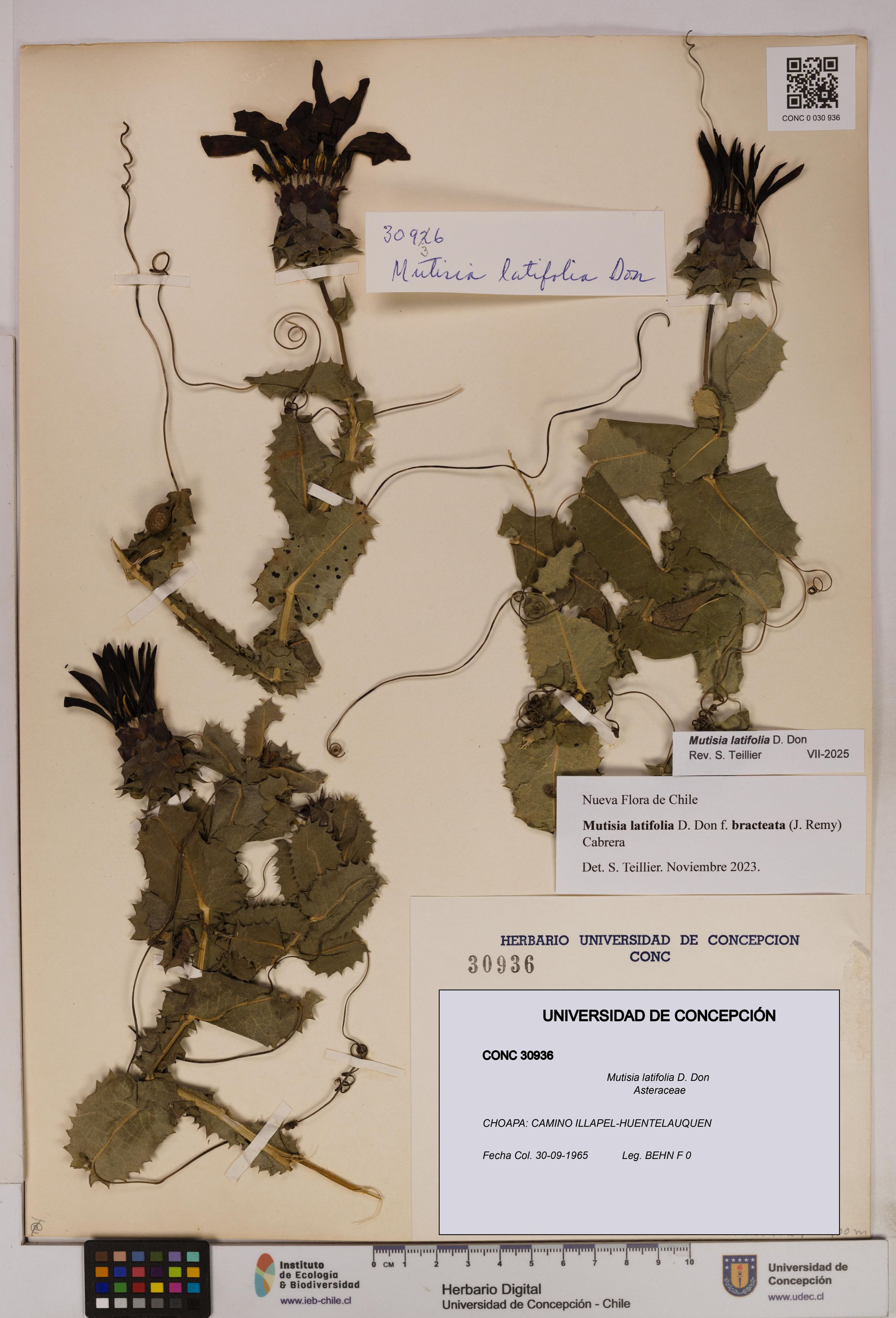 Mutisia latifolia [Espécimen: ]