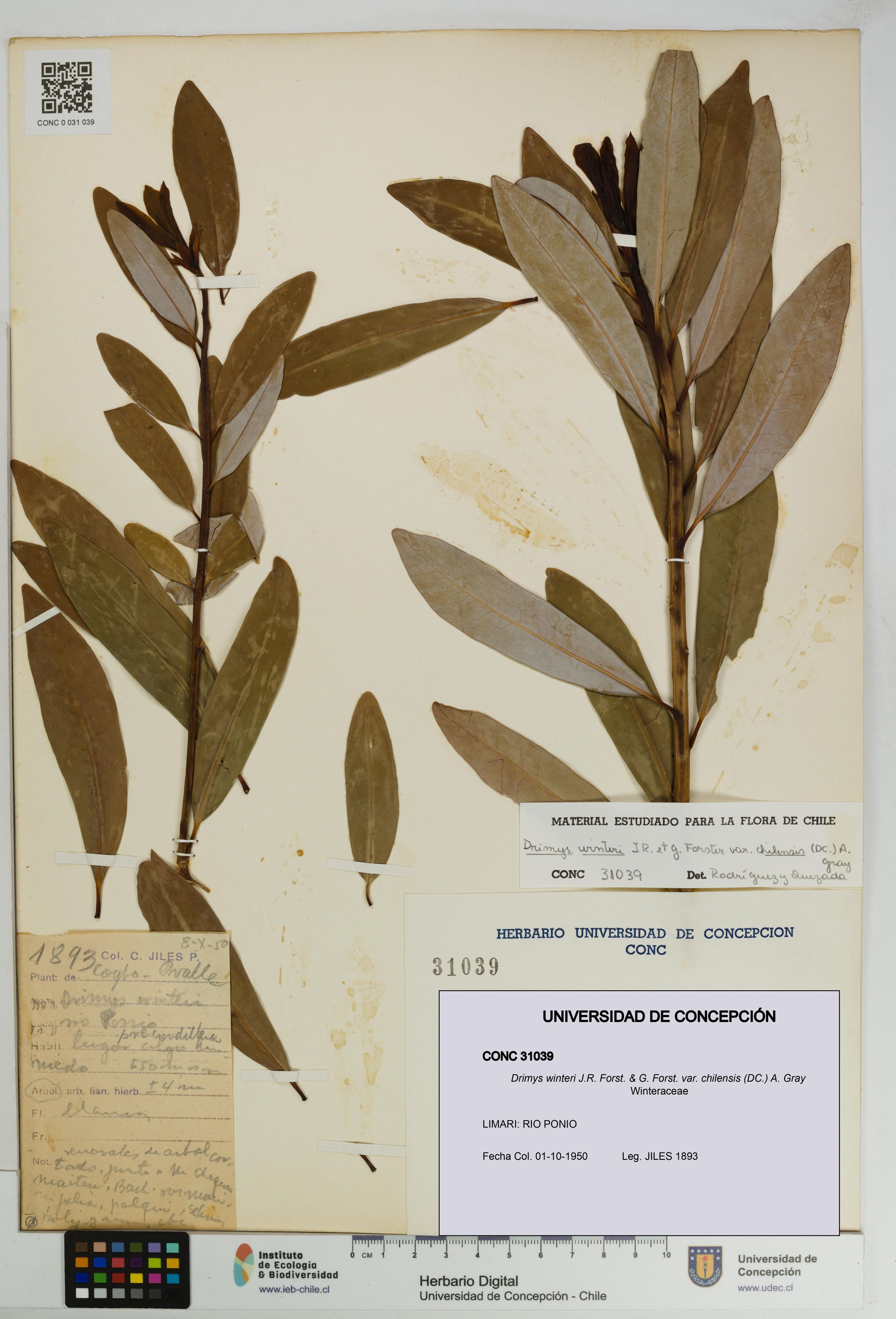 Drimys winteri var. chilensis [Espécimen: ]