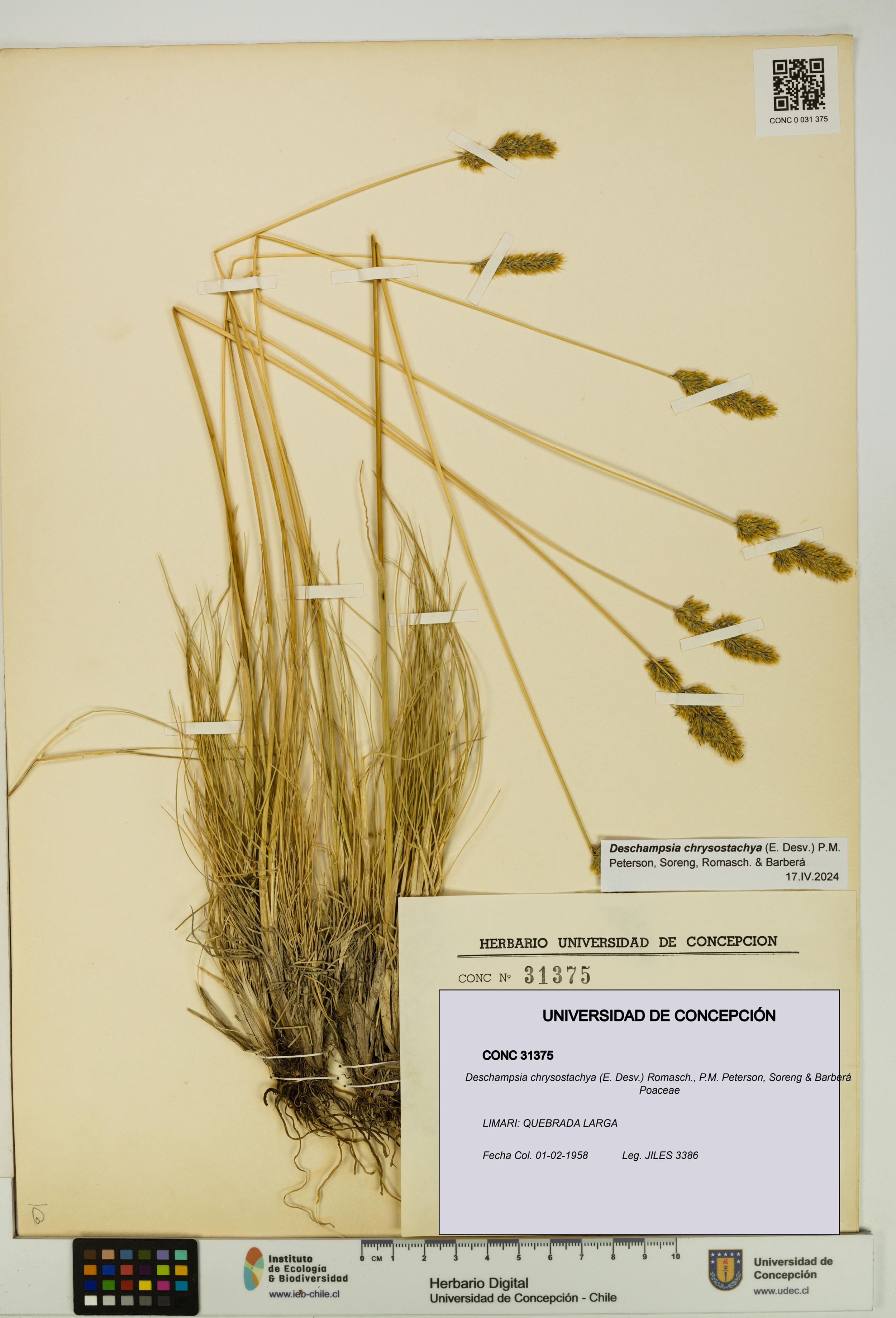 Deschampsia chrysostachya [Espécimen: ]