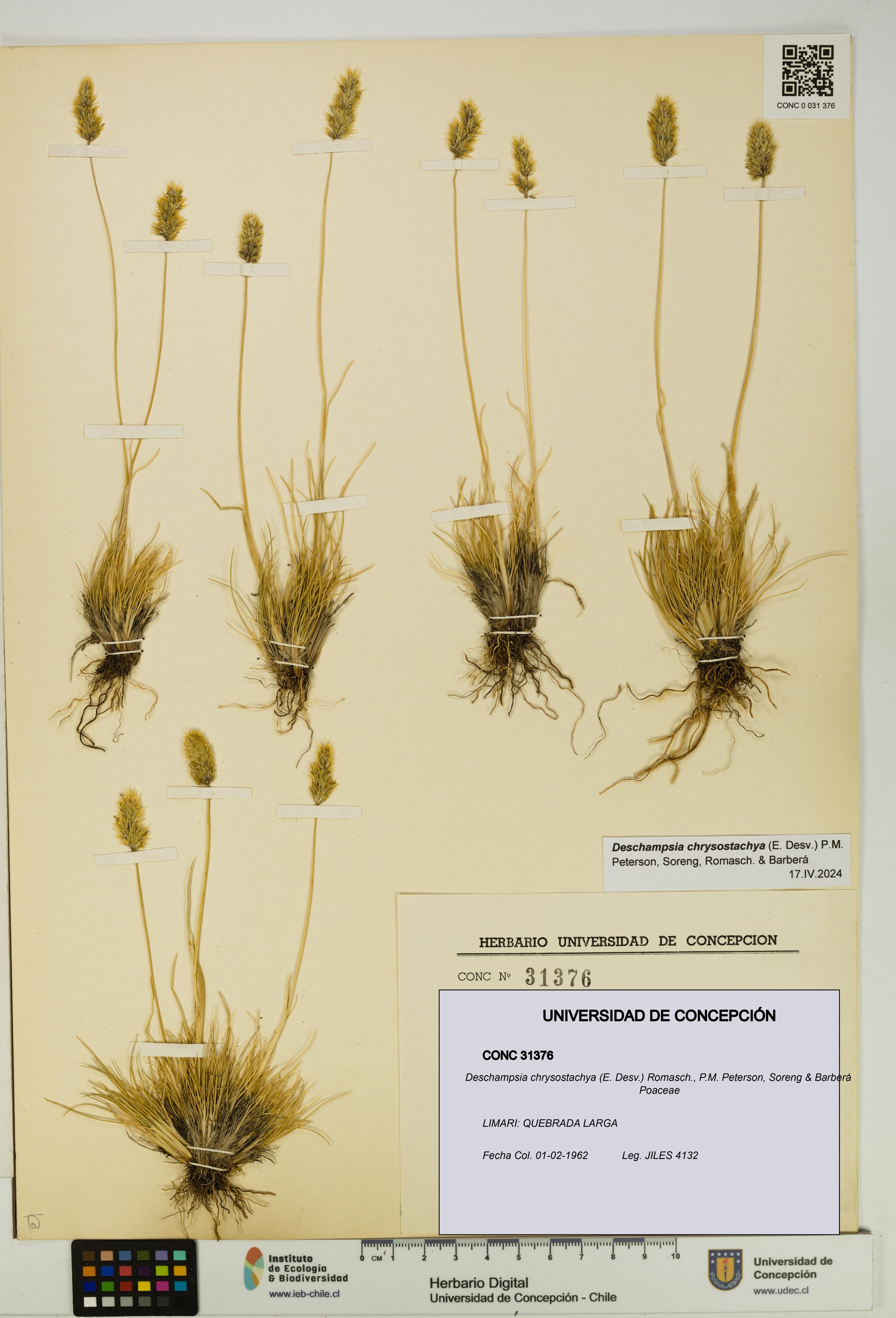 Deschampsia chrysostachya [Espécimen: ]