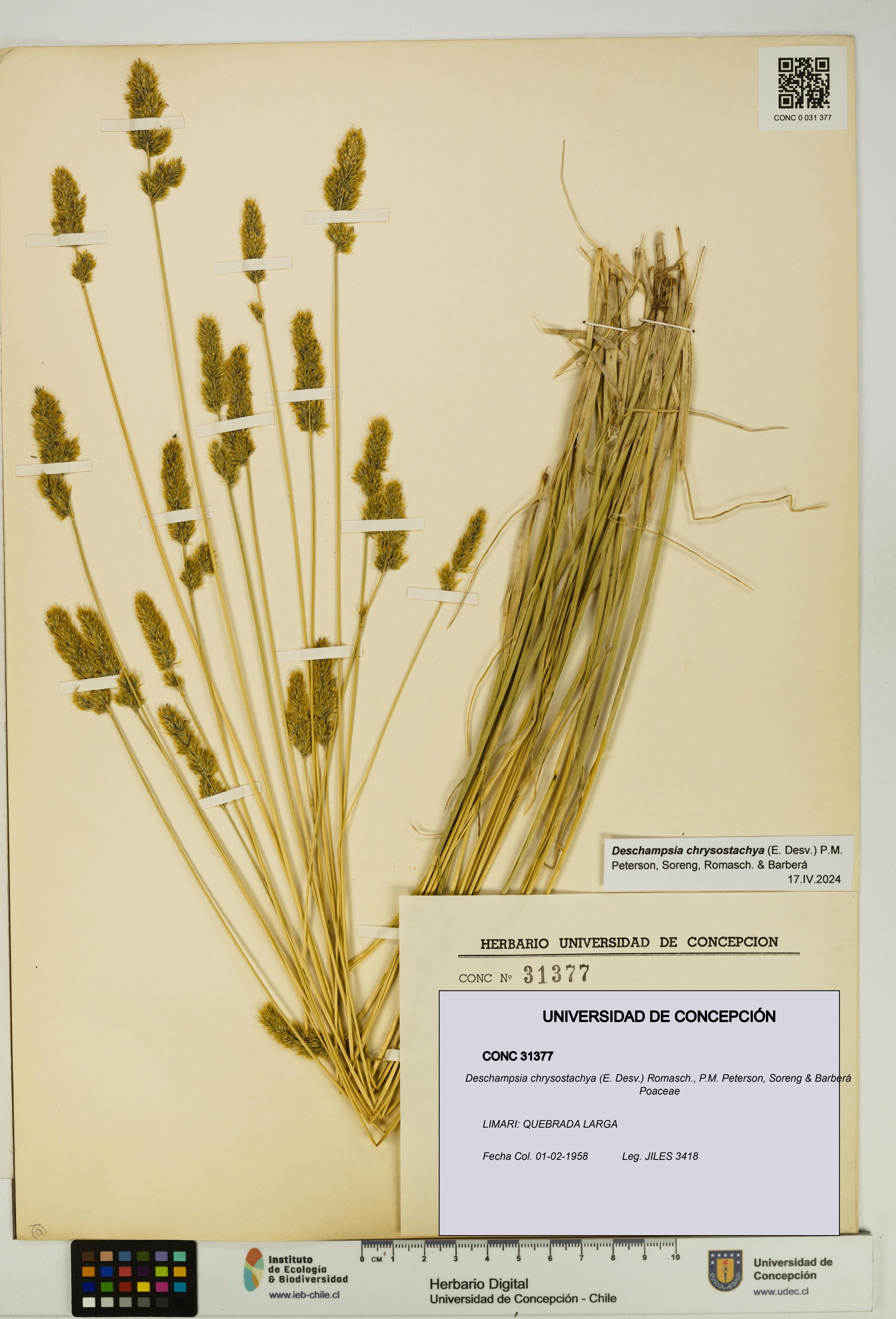 Deschampsia chrysostachya [Espécimen: ]