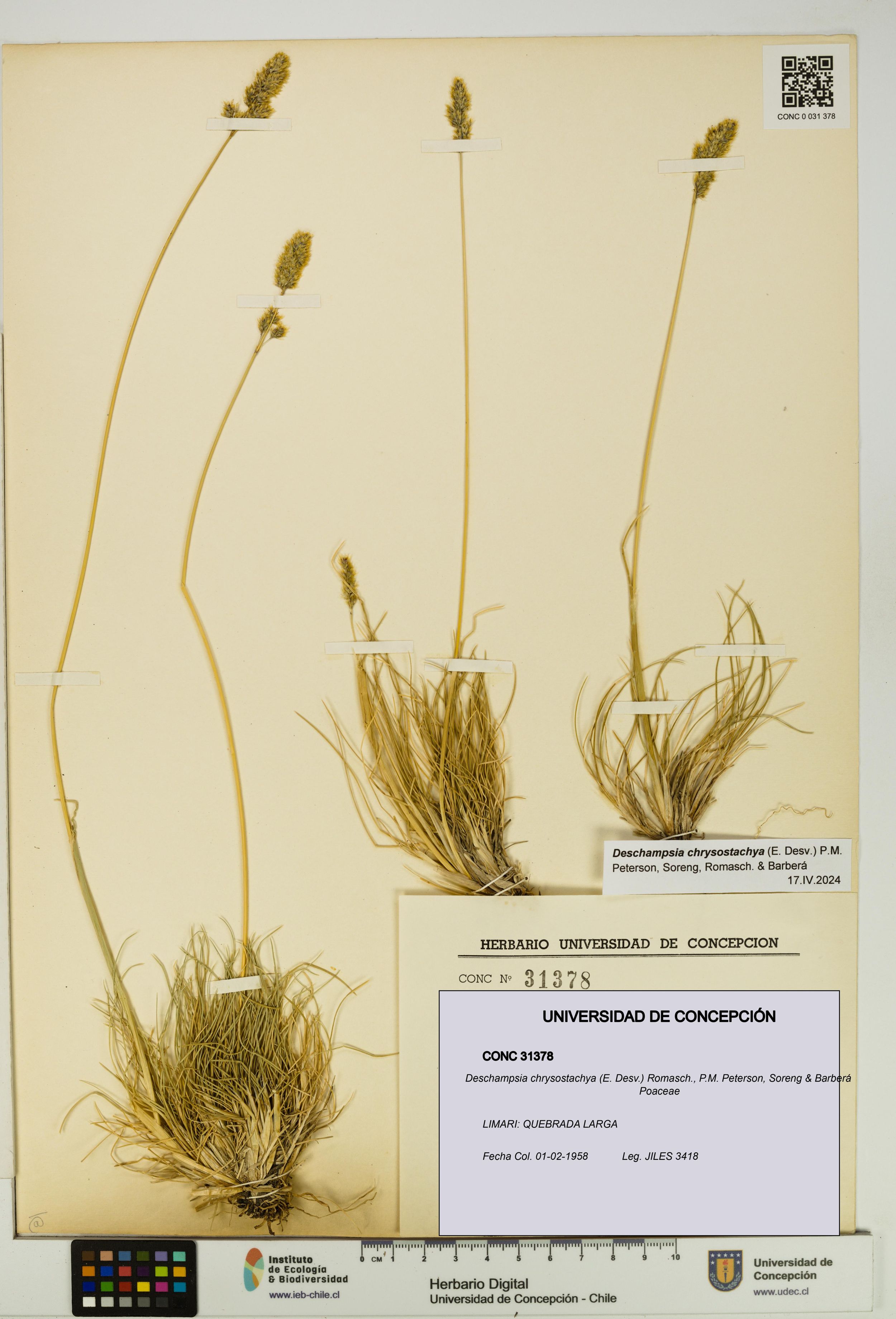 Deschampsia chrysostachya [Espécimen: ]