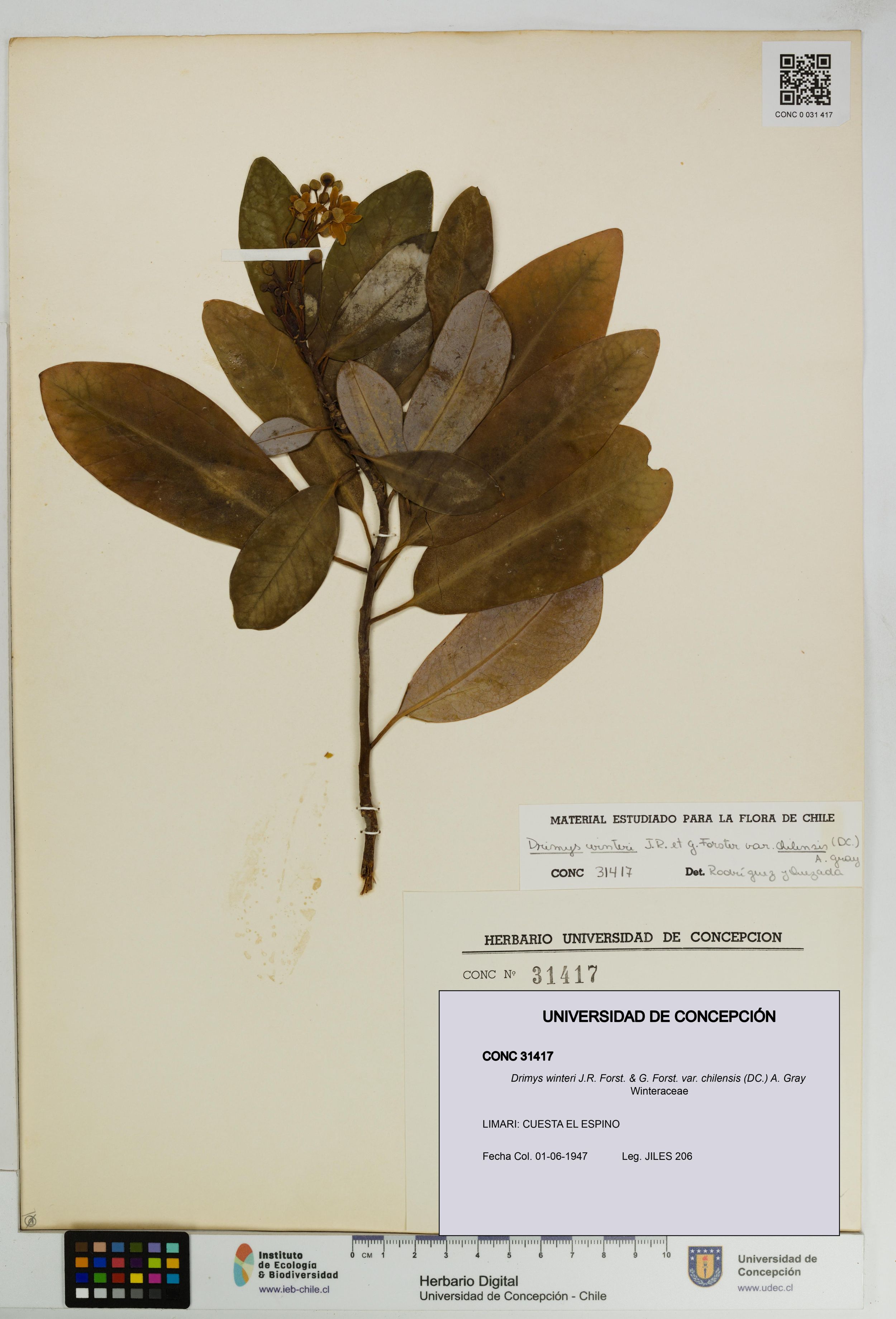 Drimys winteri var. chilensis [Espécimen: ]