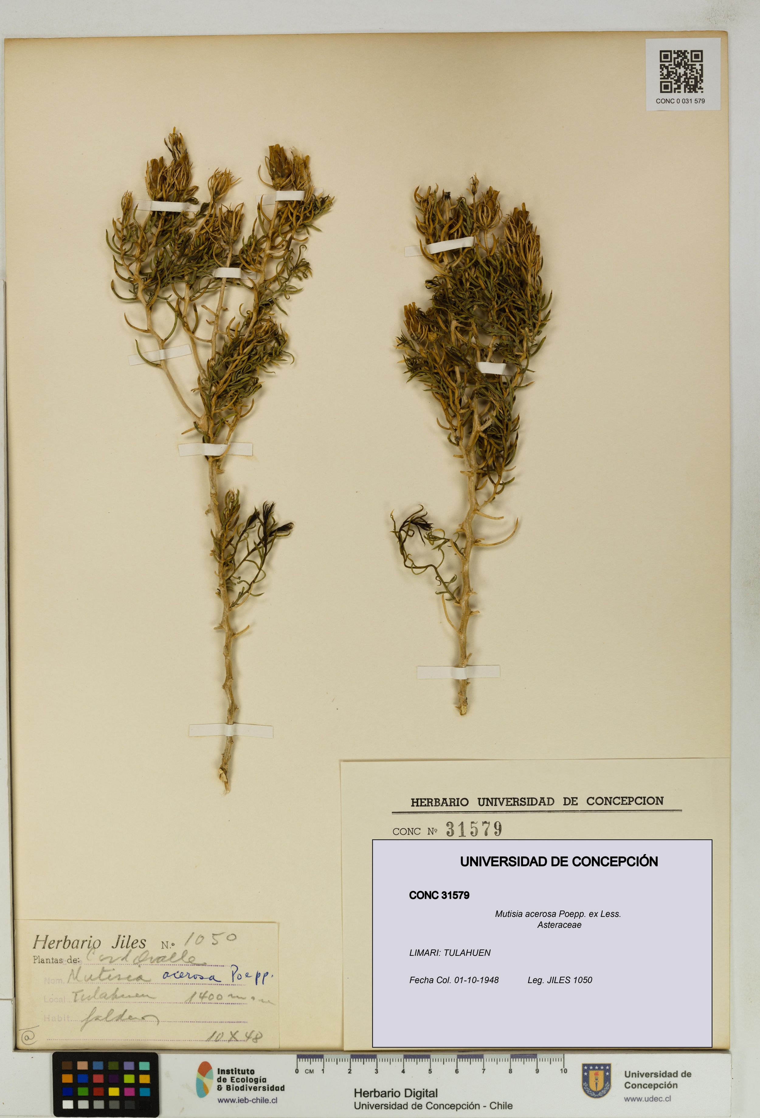 Mutisia acerosa [Espécimen: ]