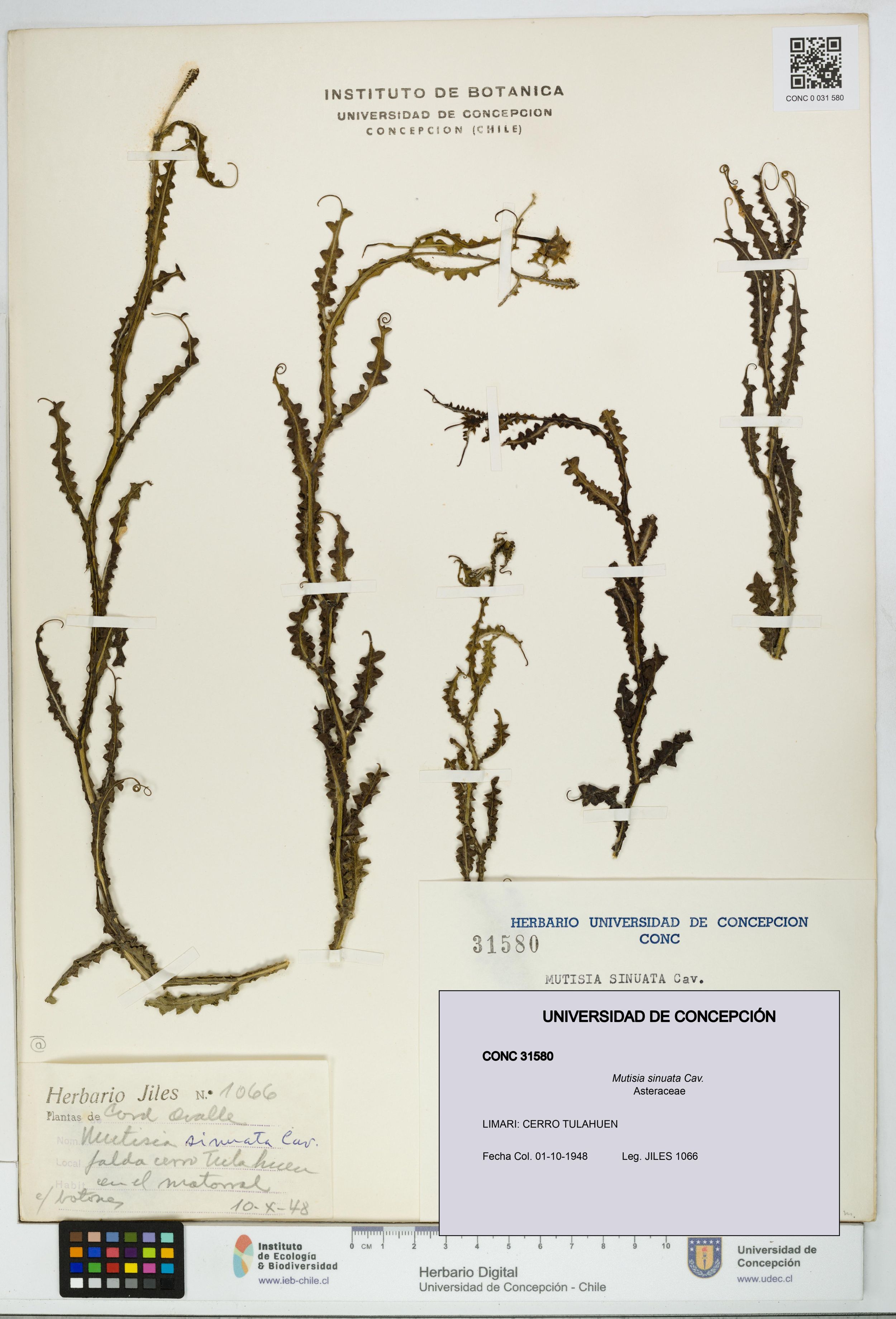 Mutisia sinuata [Espécimen: ]