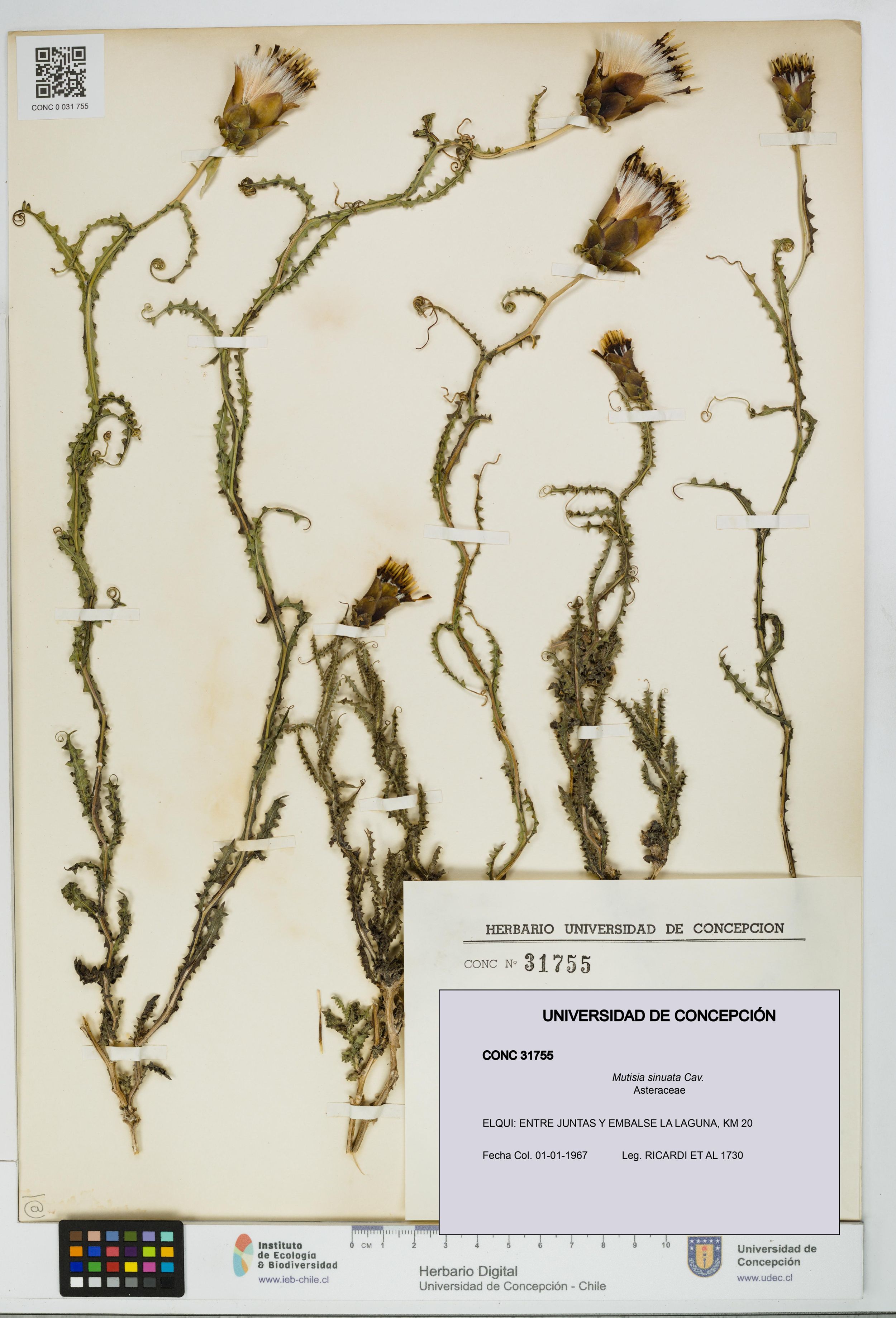Mutisia sinuata [Espécimen: ]