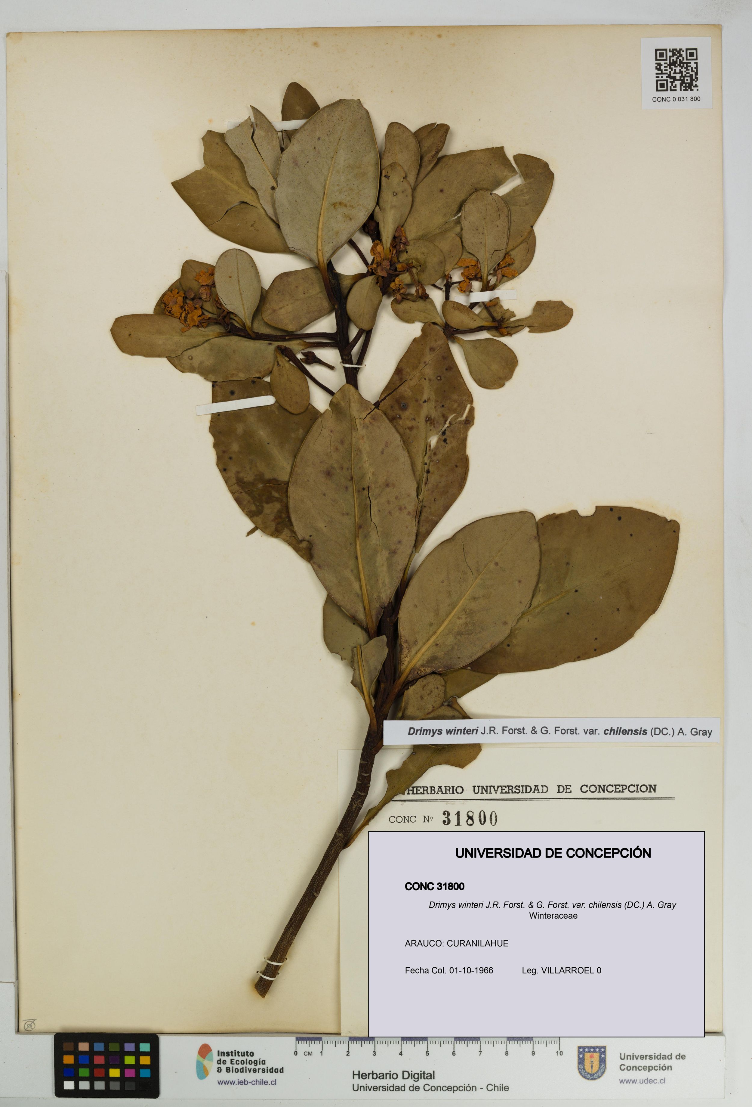 Drimys winteri var. chilensis [Espécimen: ]