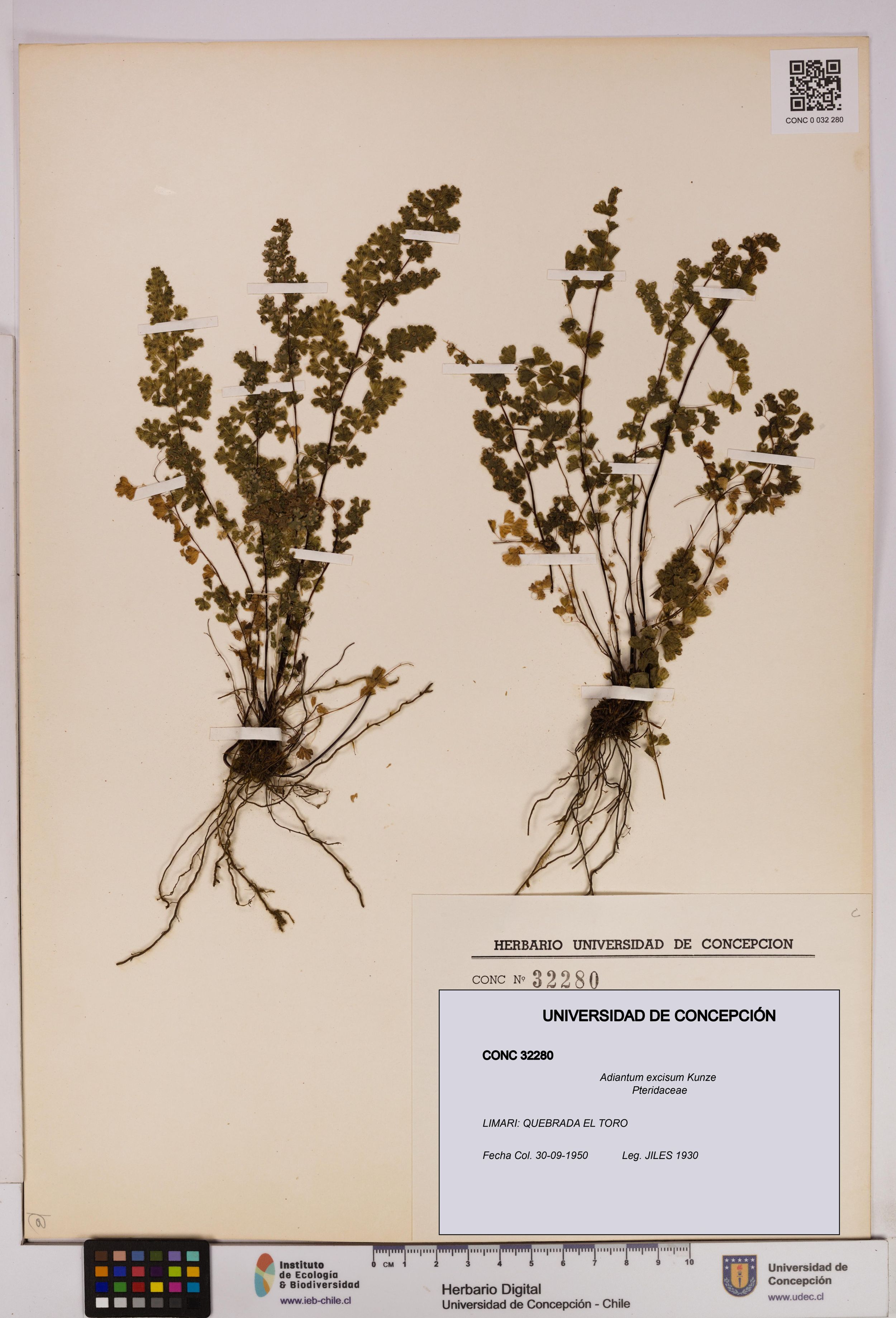 Adiantum excisum [Espécimen: ]