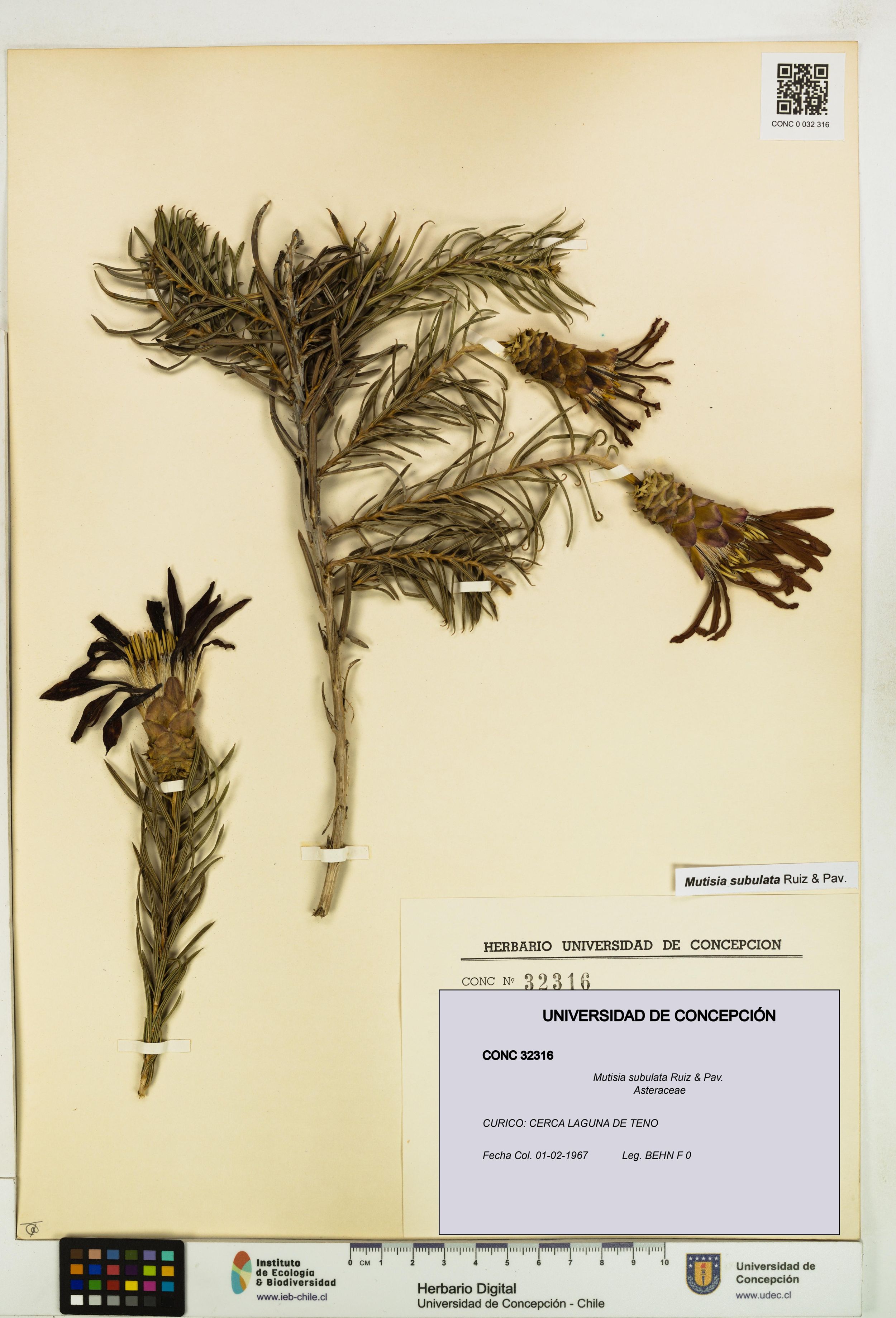 Mutisia subulata [Espécimen: ]