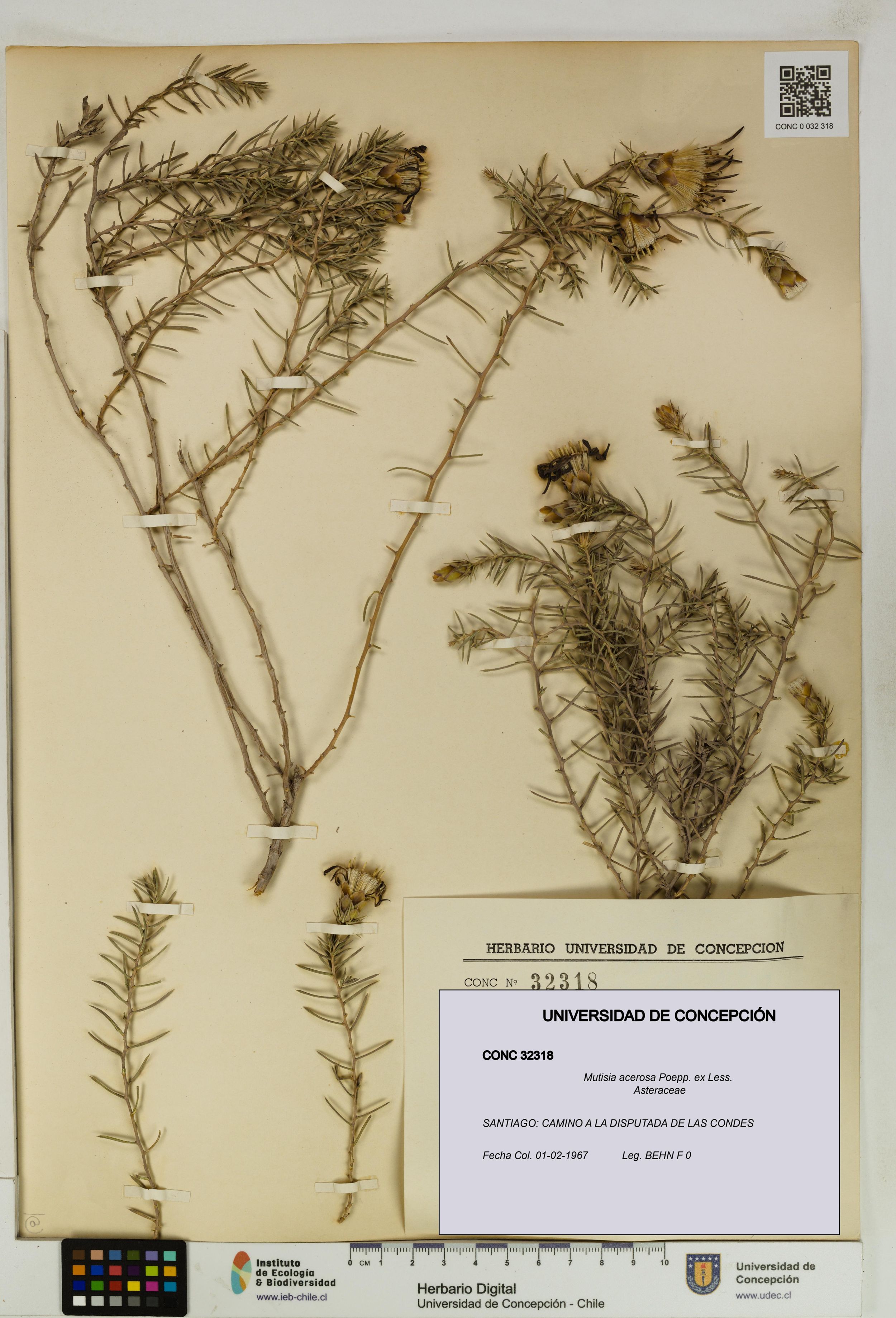 Mutisia acerosa [Espécimen: ]