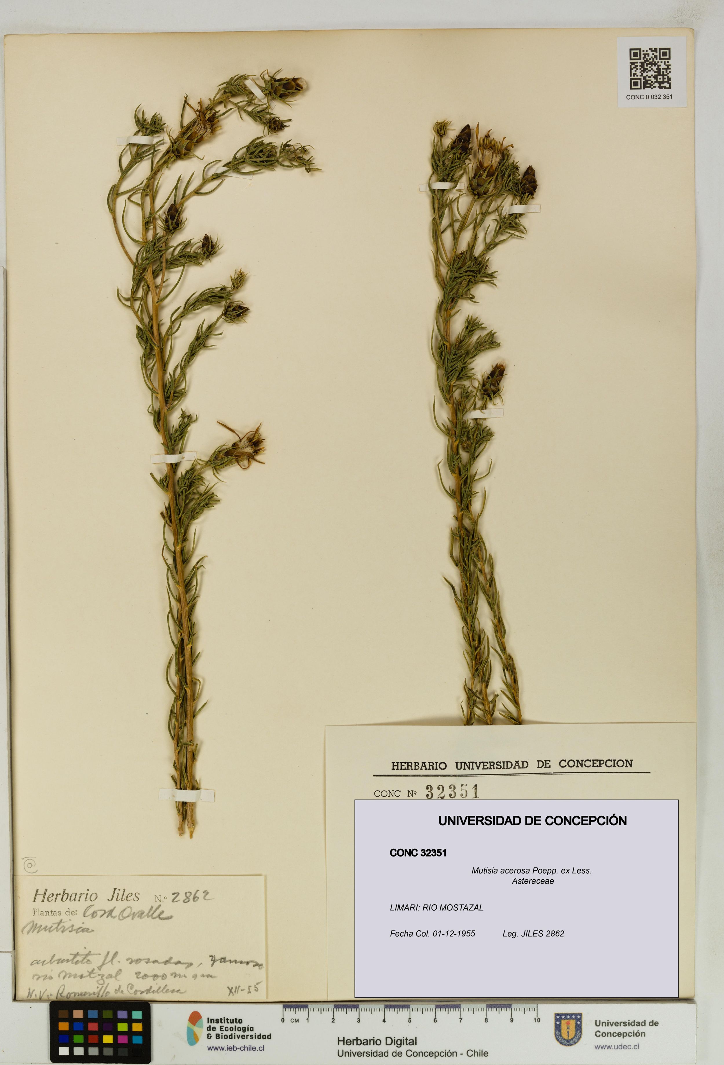 Mutisia acerosa [Espécimen: ]