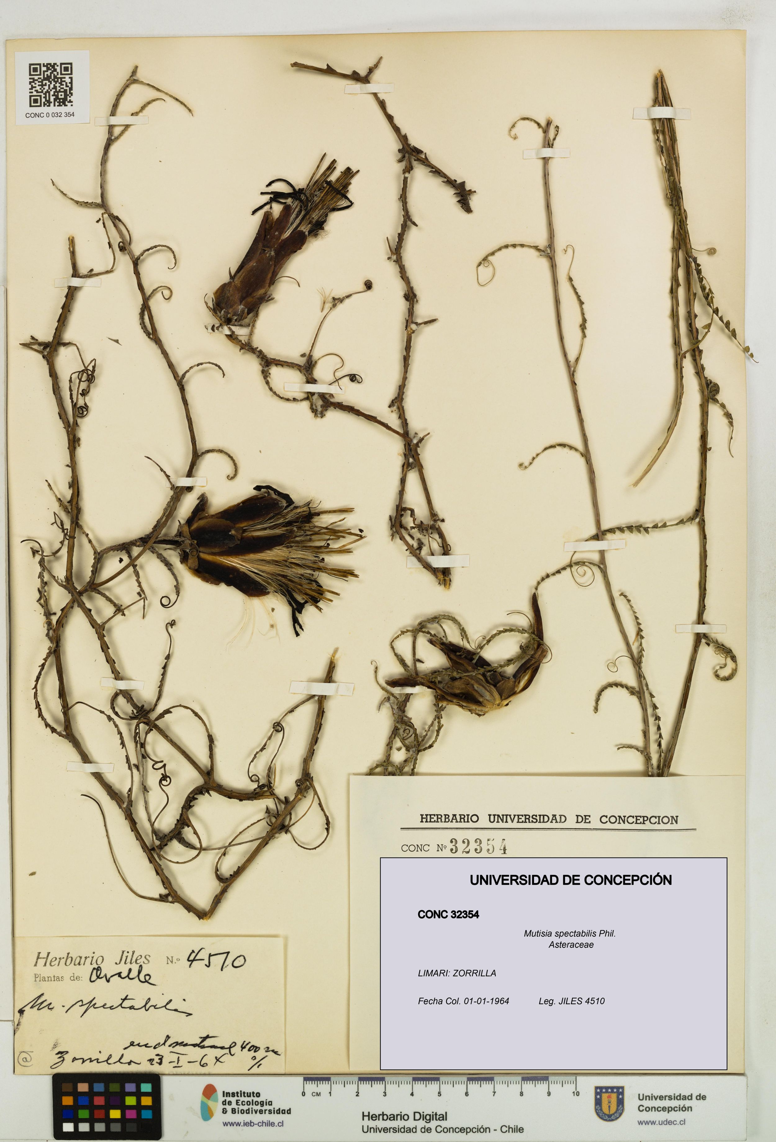 Mutisia spectabilis [Espécimen: ]
