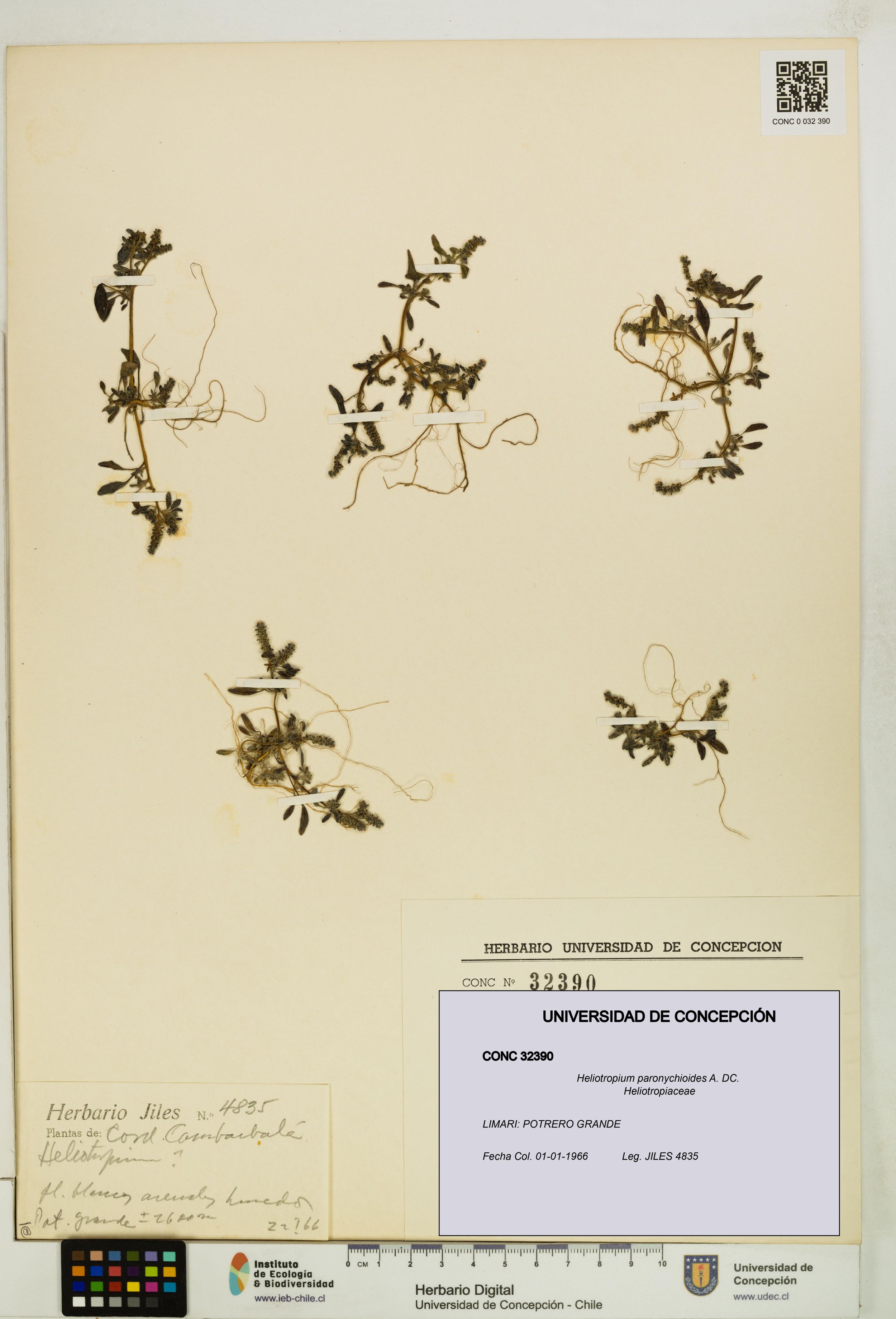 Heliotropium paronychioides [Espécimen: ]