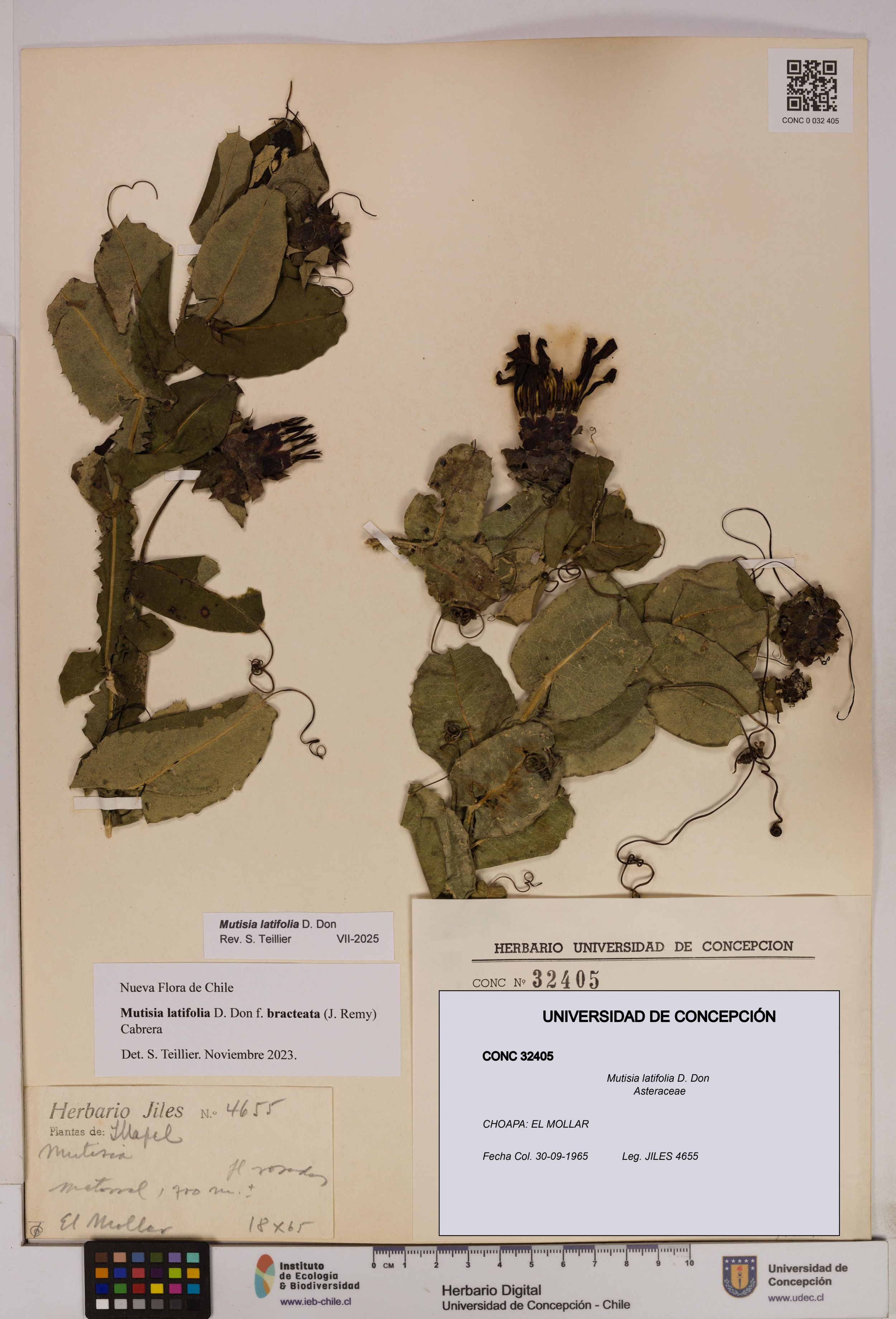 Mutisia latifolia [Espécimen: ]