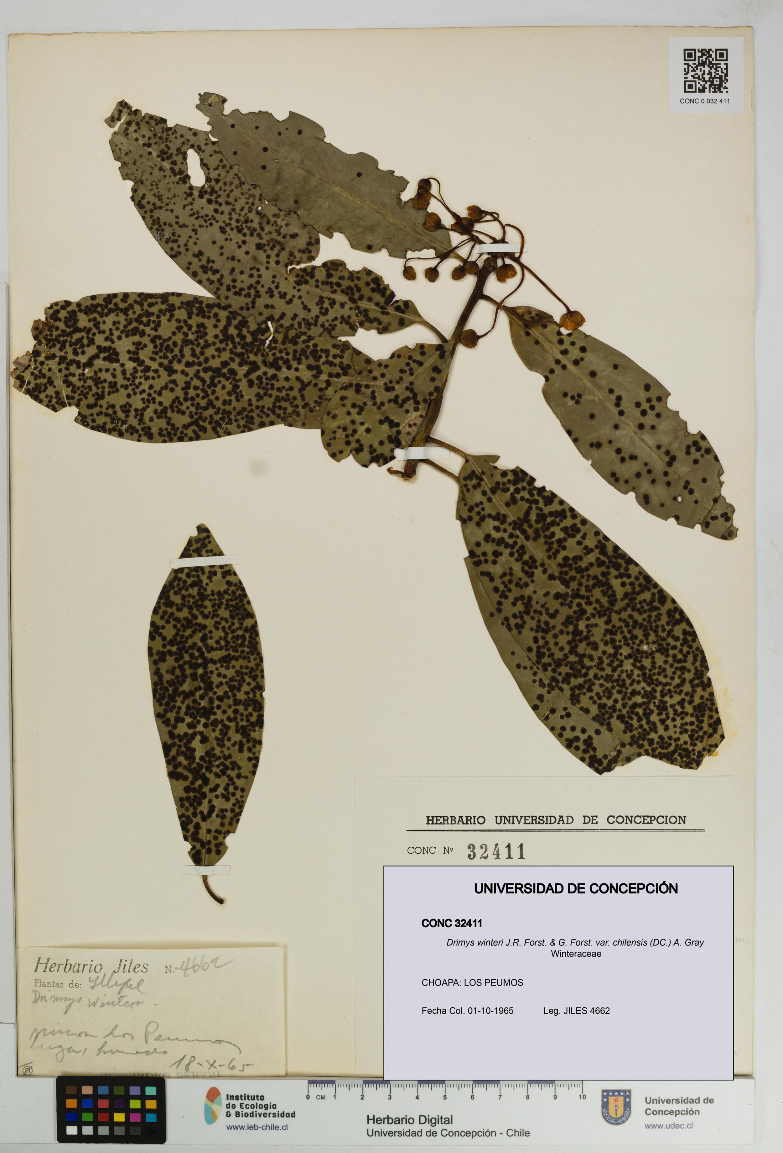 Drimys winteri var. chilensis [Espécimen: ]