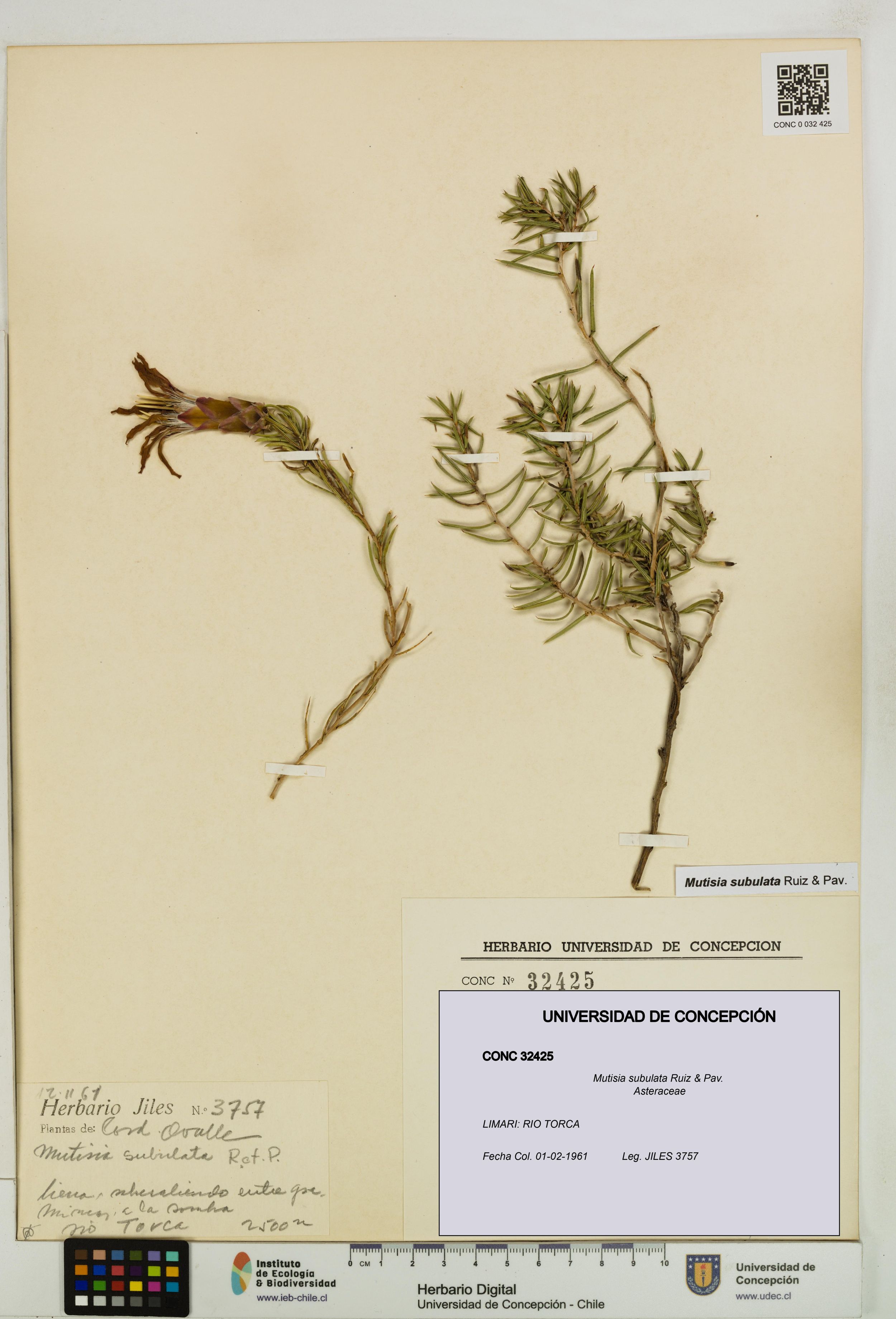 Mutisia subulata [Espécimen: ]