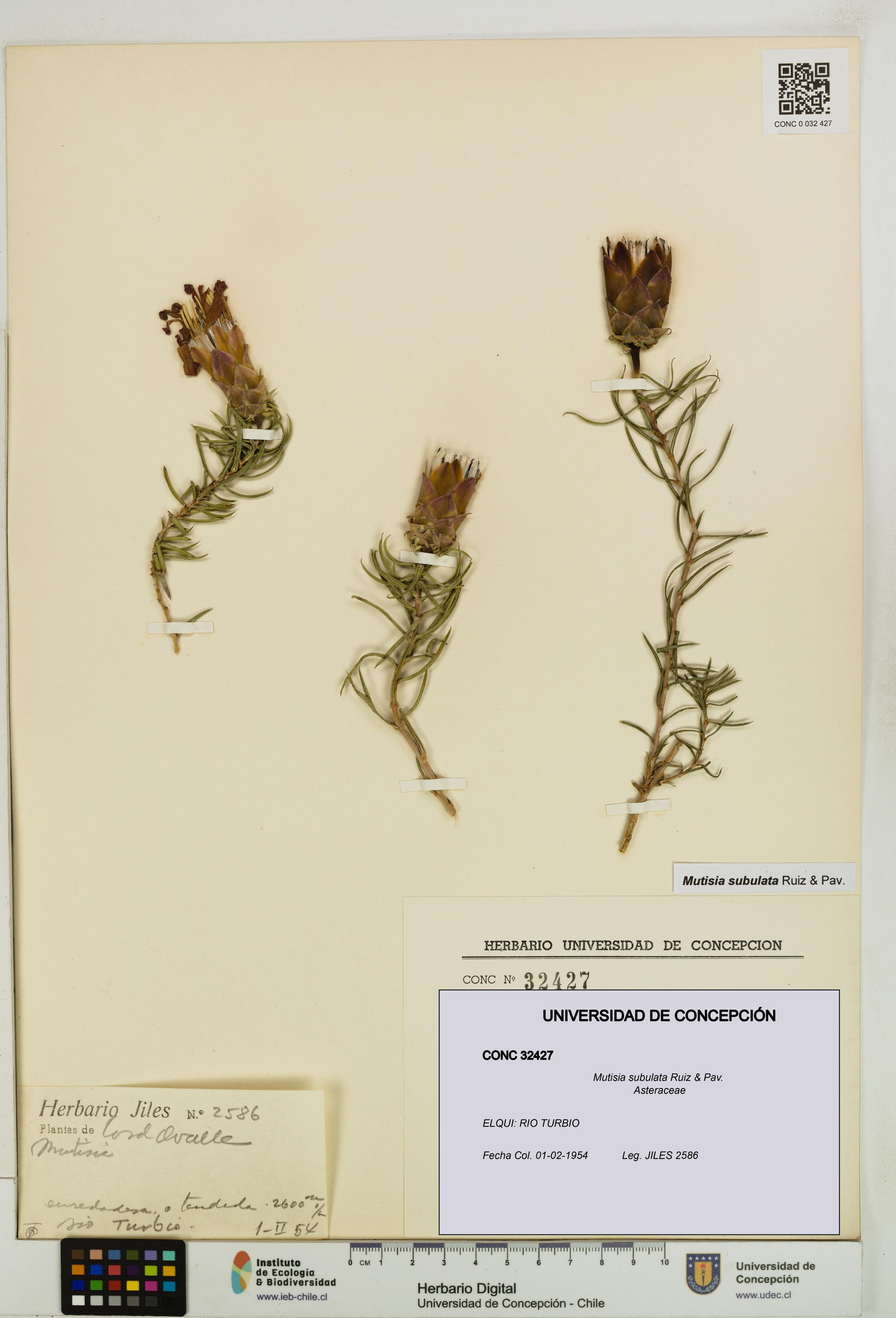 Mutisia subulata [Espécimen: ]