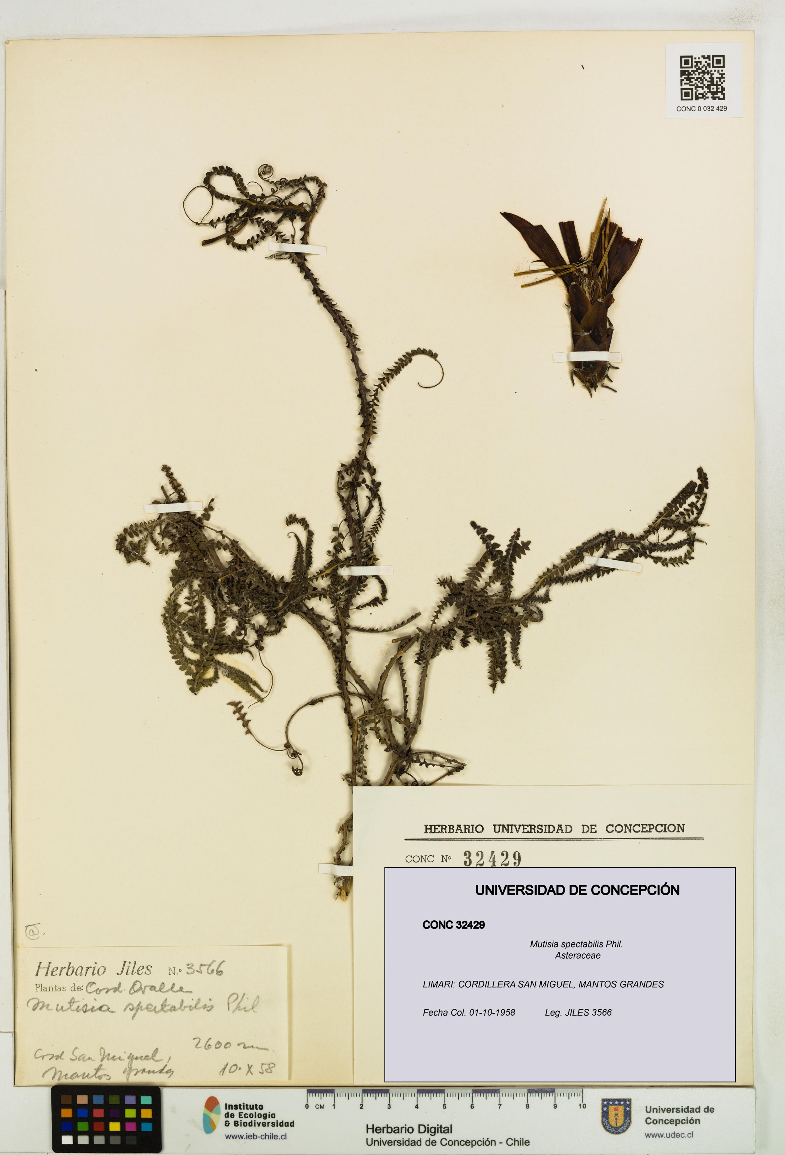 Mutisia spectabilis [Espécimen: ]