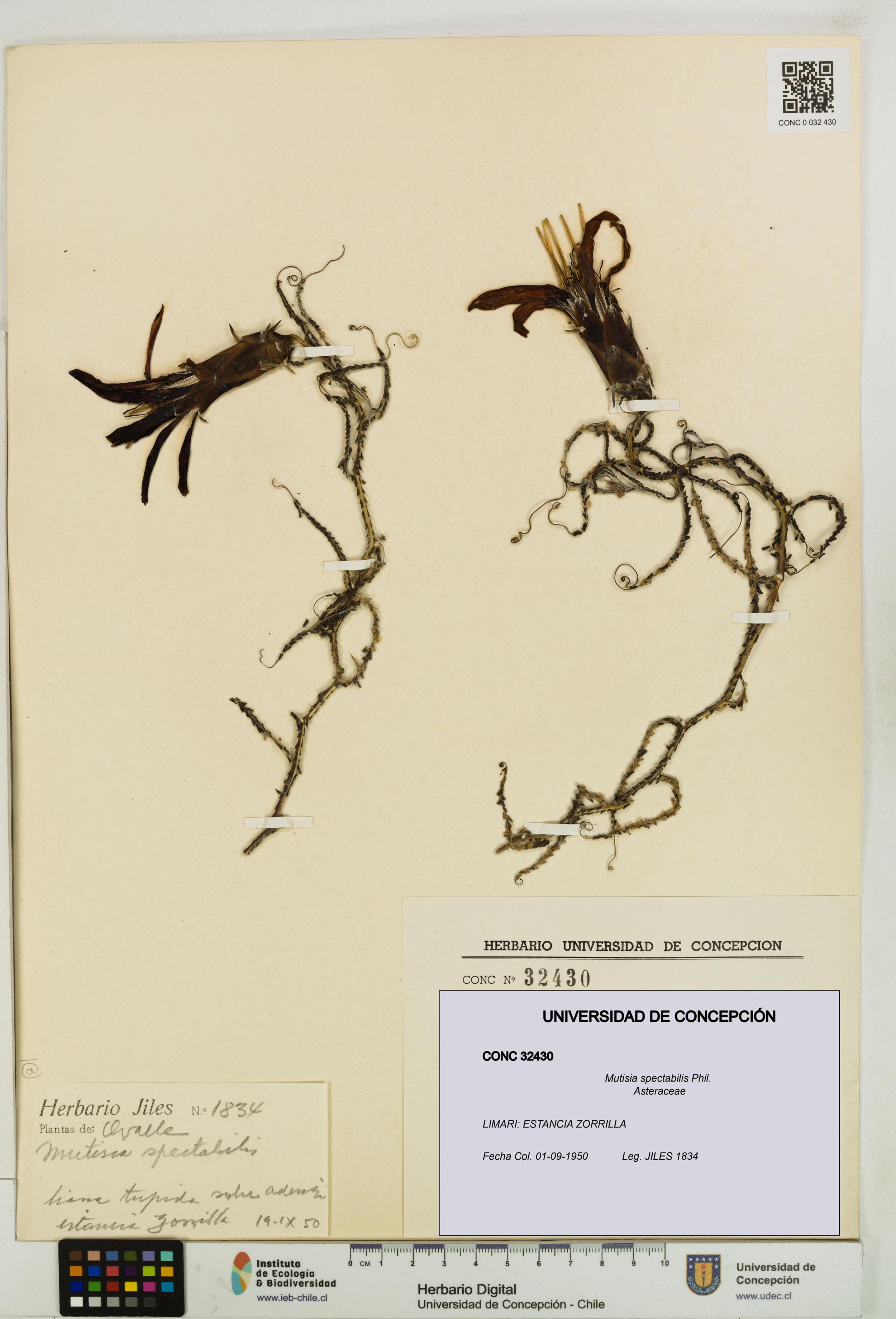 Mutisia spectabilis [Espécimen: ]
