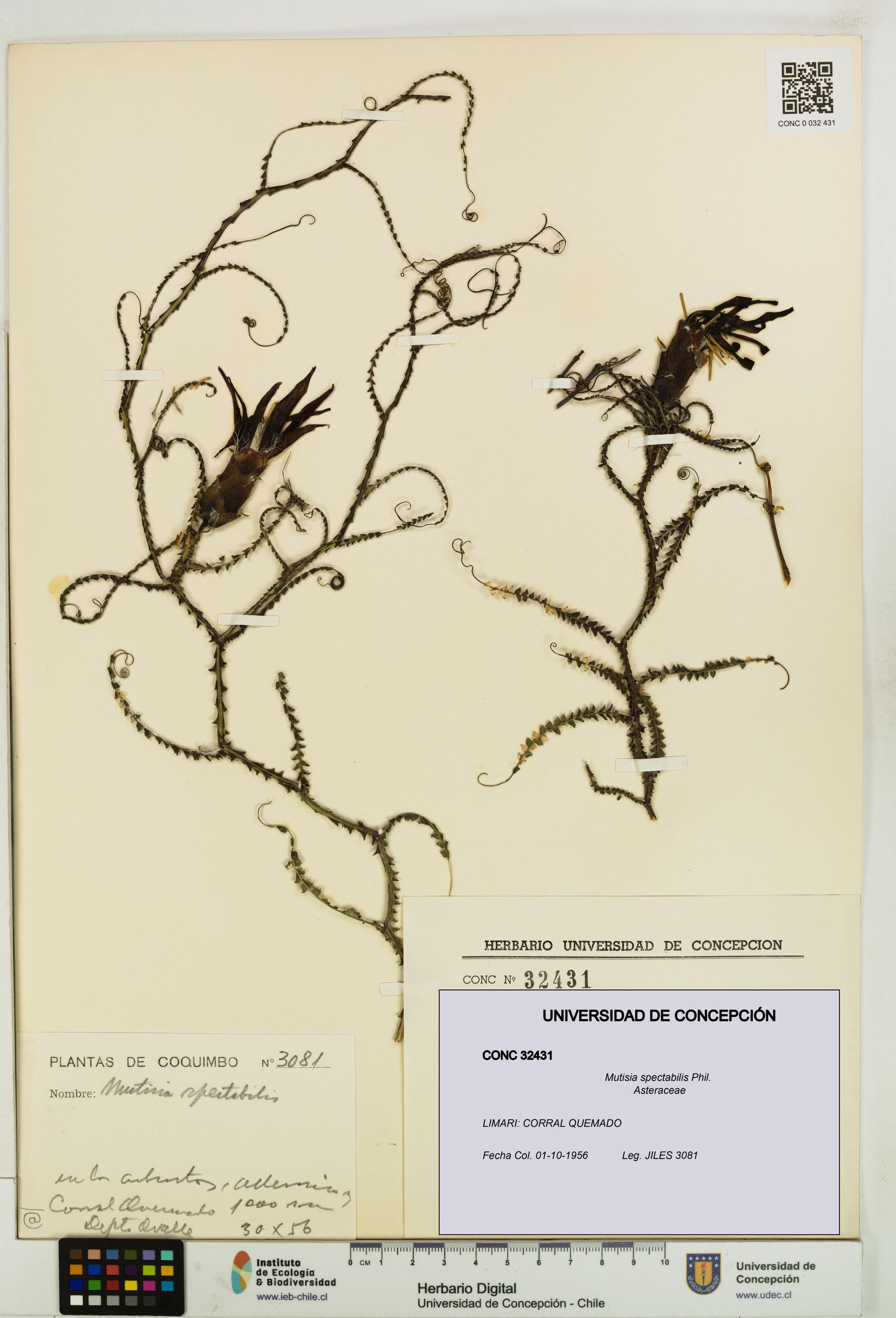 Mutisia spectabilis [Espécimen: ]
