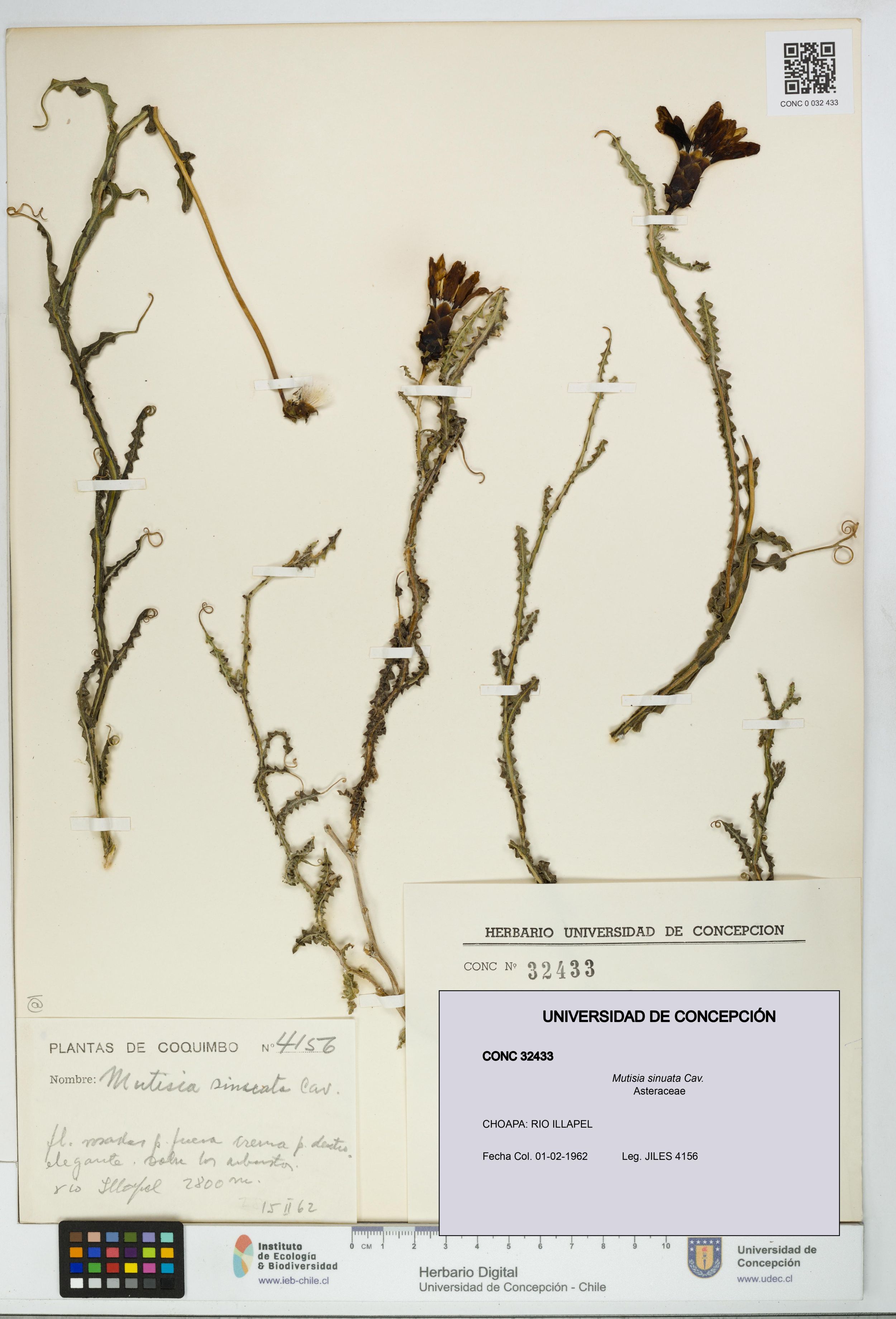 Mutisia sinuata [Espécimen: ]