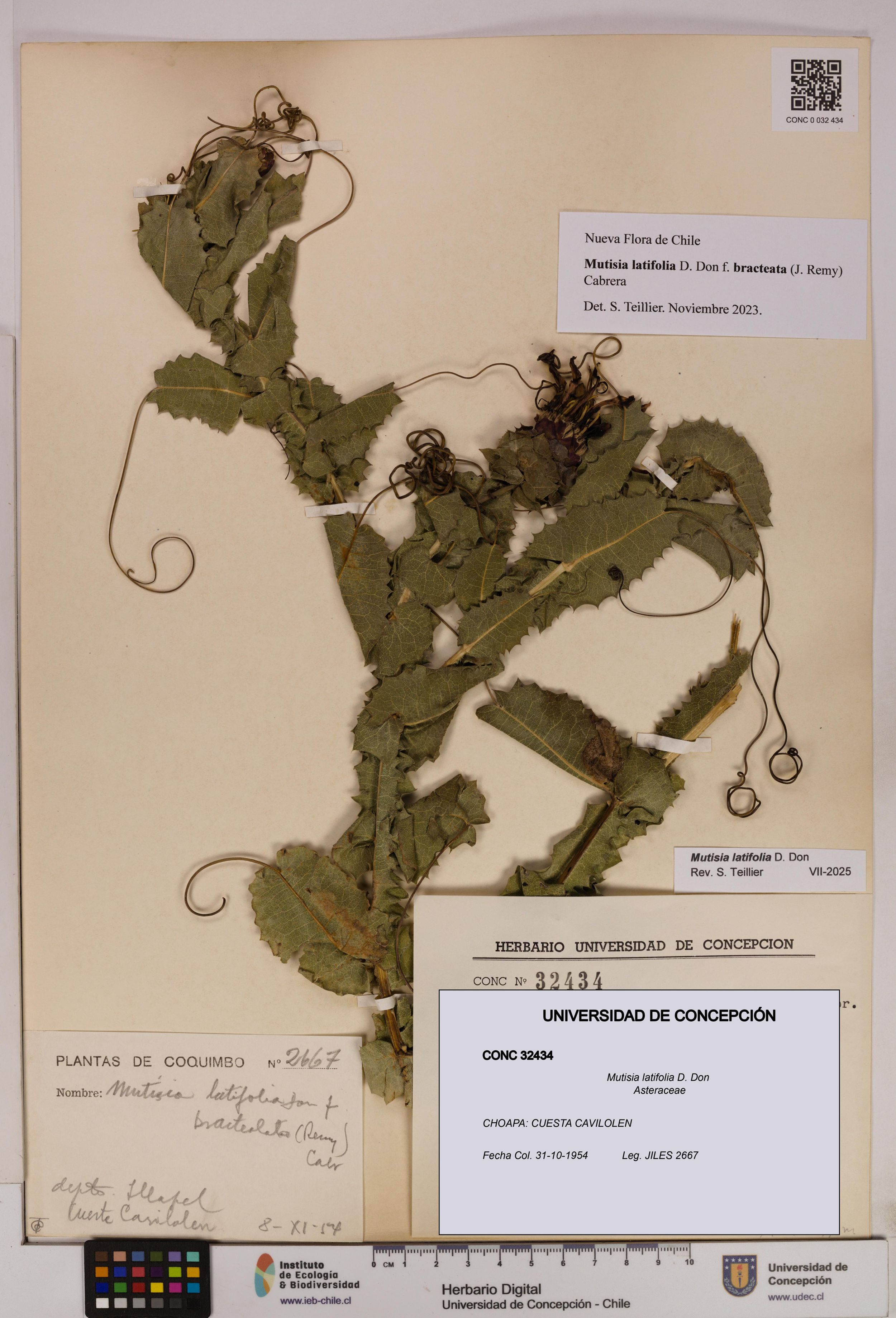 Mutisia latifolia [Espécimen: ]