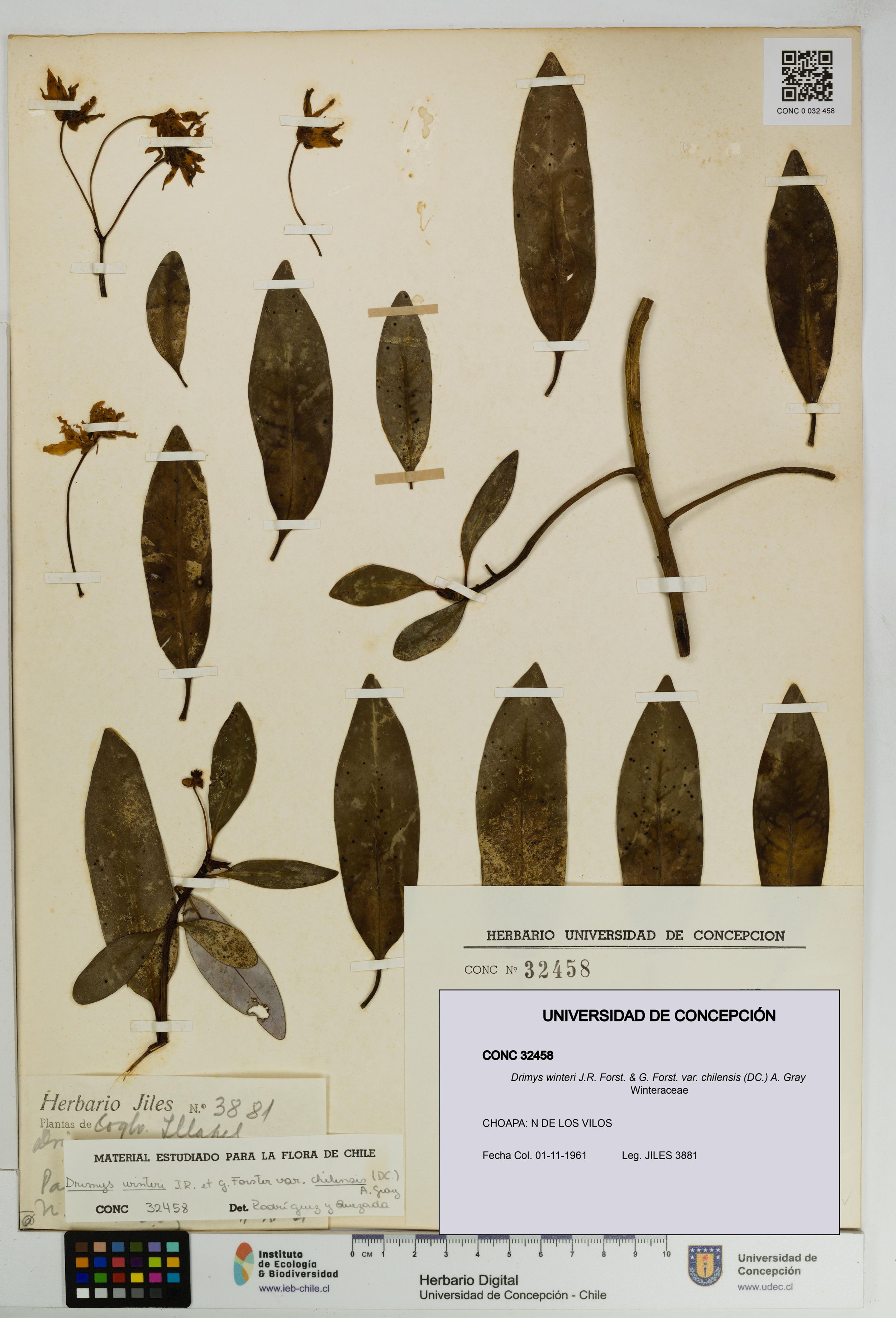 Drimys winteri var. chilensis [Espécimen: ]