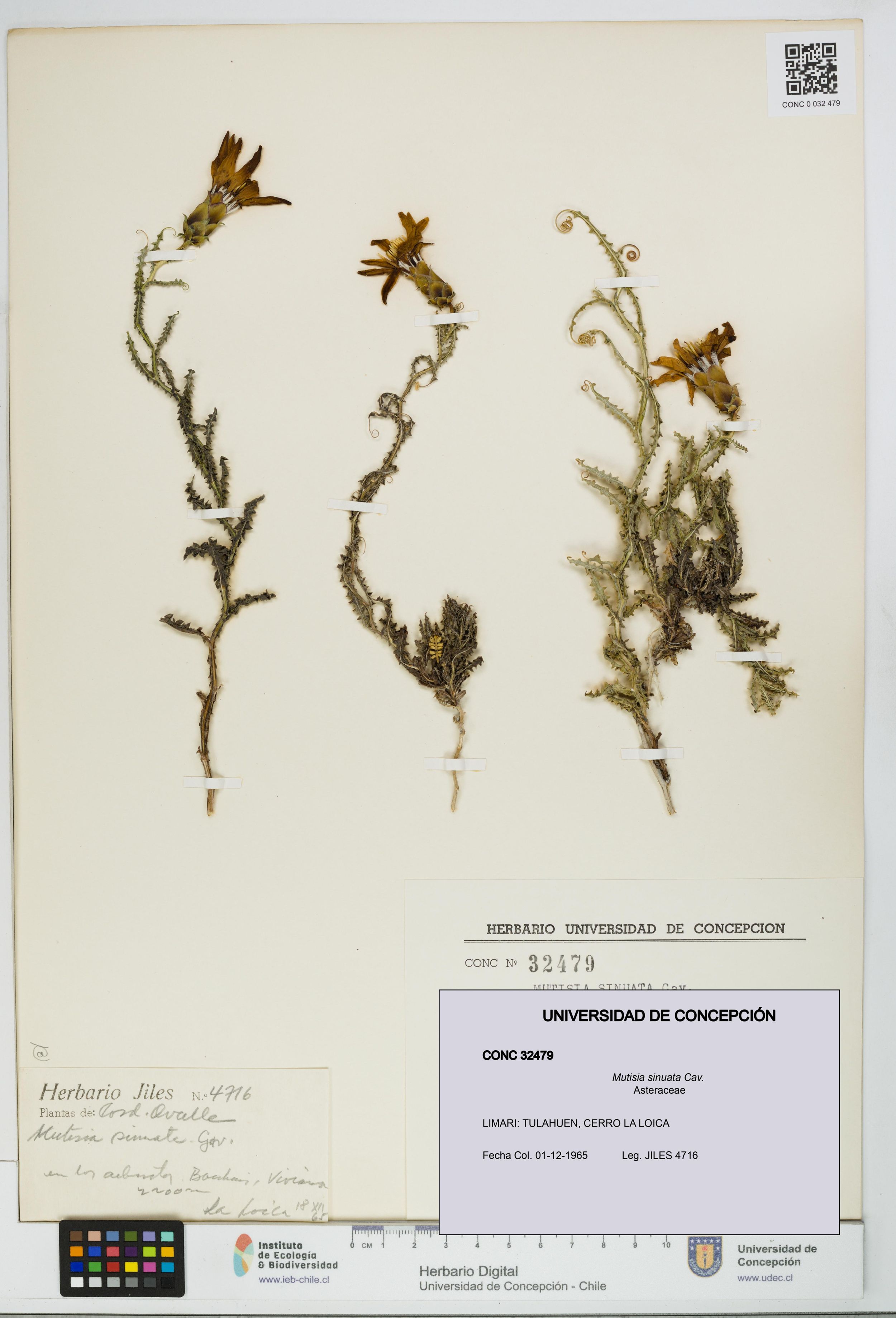 Mutisia sinuata [Espécimen: ]