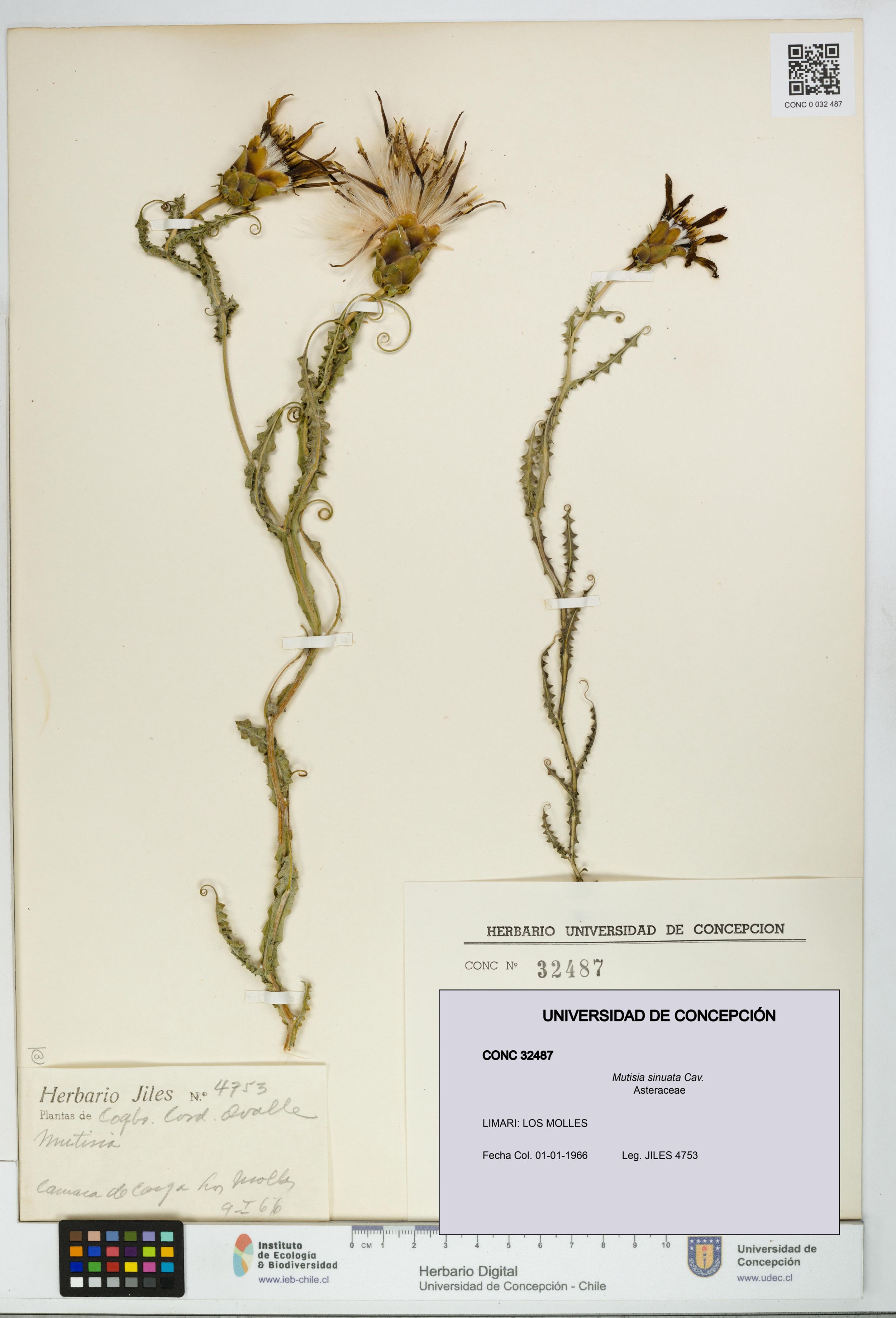 Mutisia sinuata [Espécimen: ]