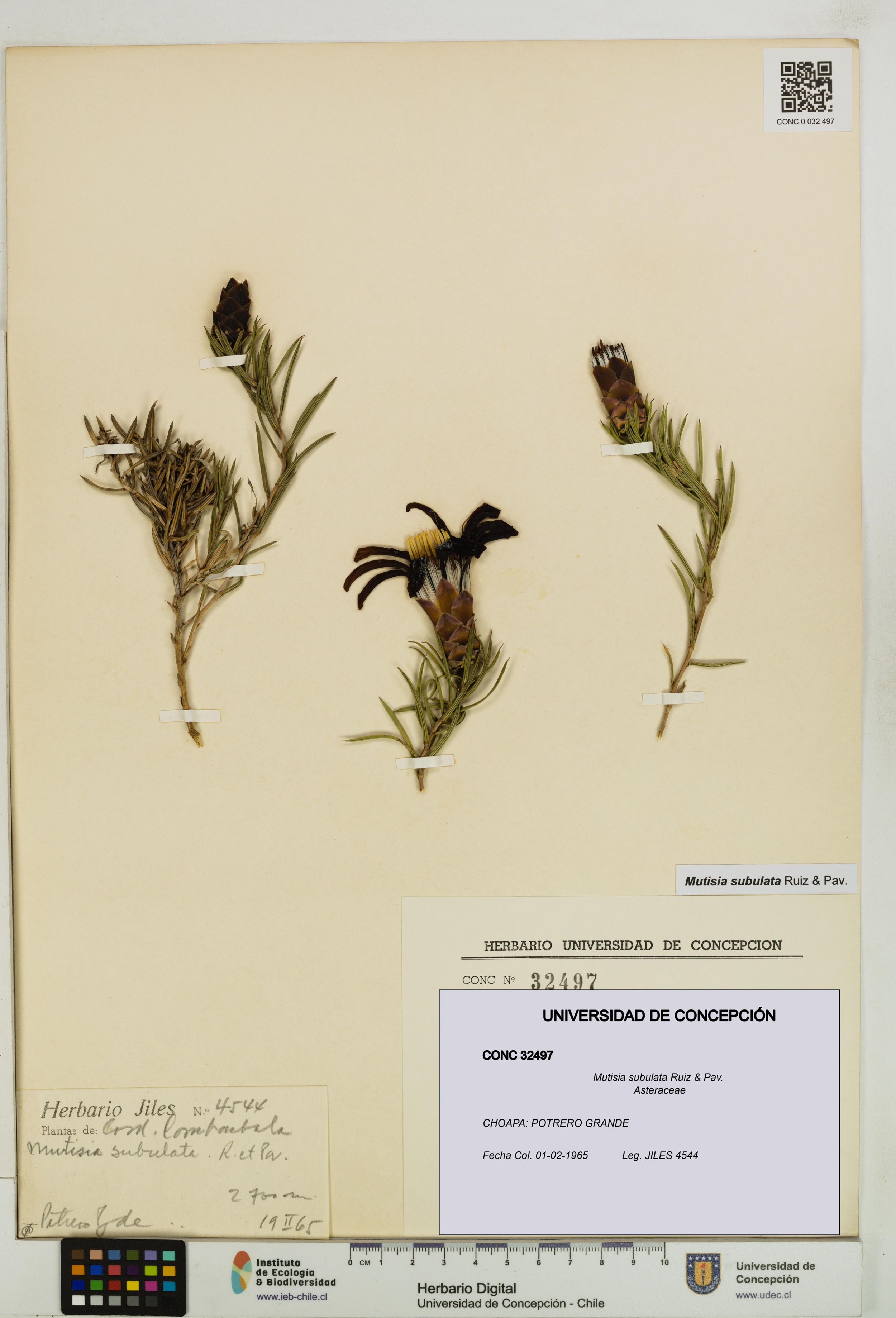 Mutisia subulata [Espécimen: ]