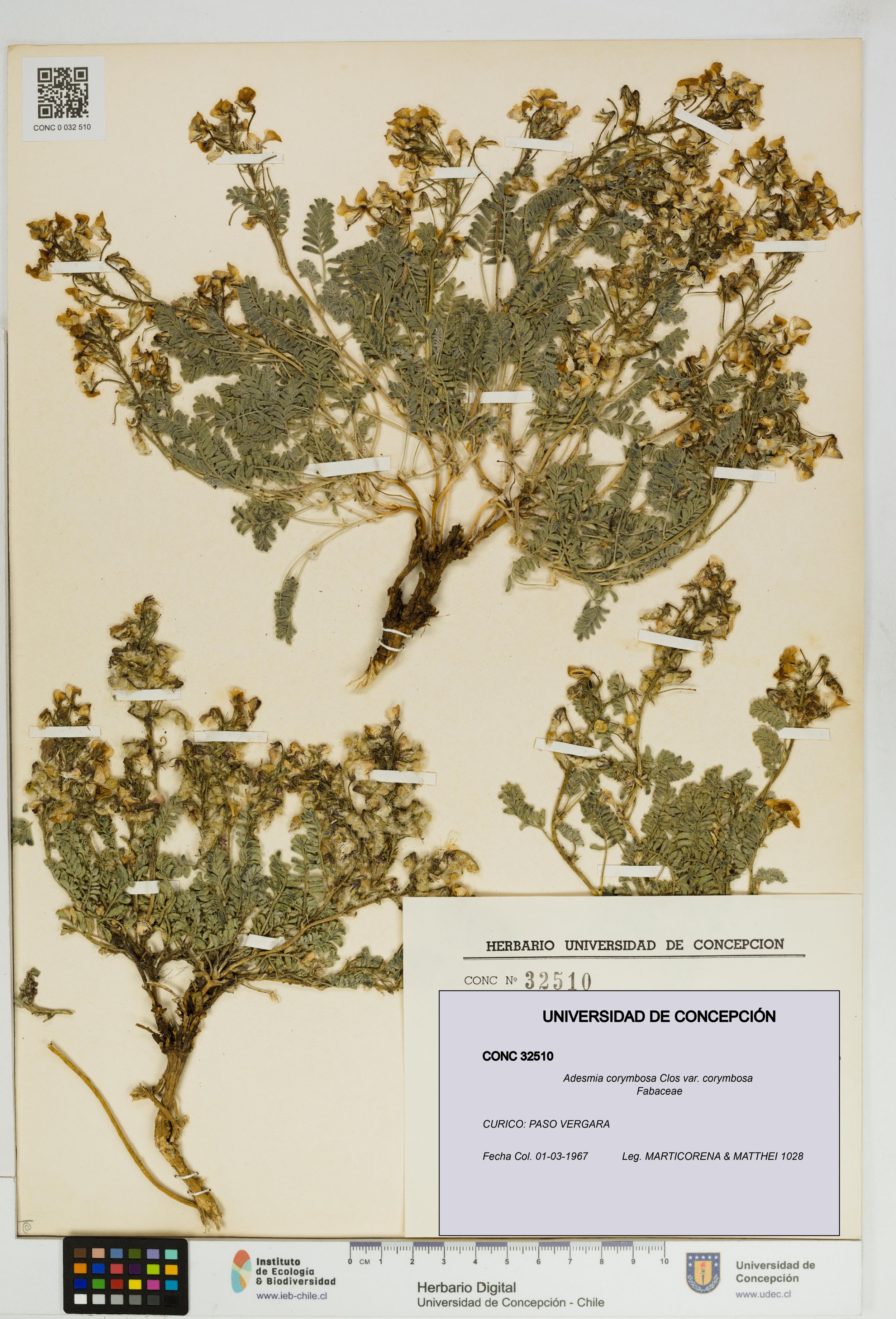 Adesmia corymbosa var. corymbosa [Espécimen: ]