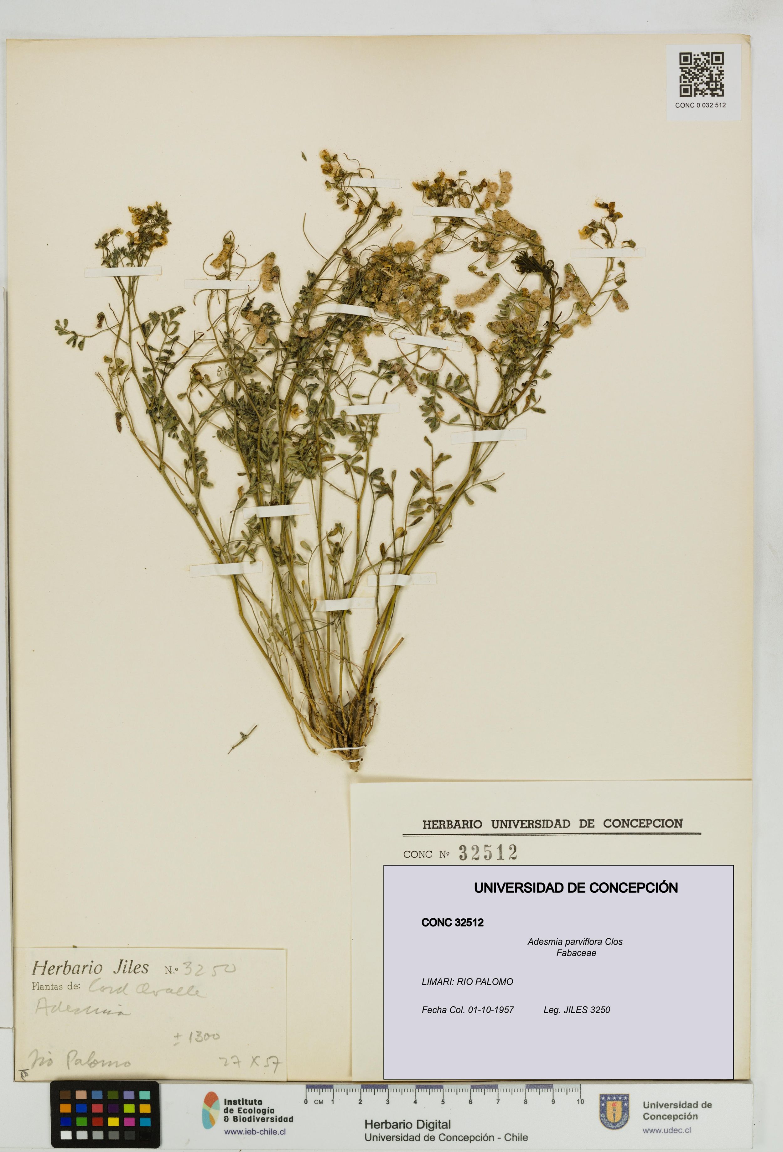 Adesmia parviflora [Espécimen: ]