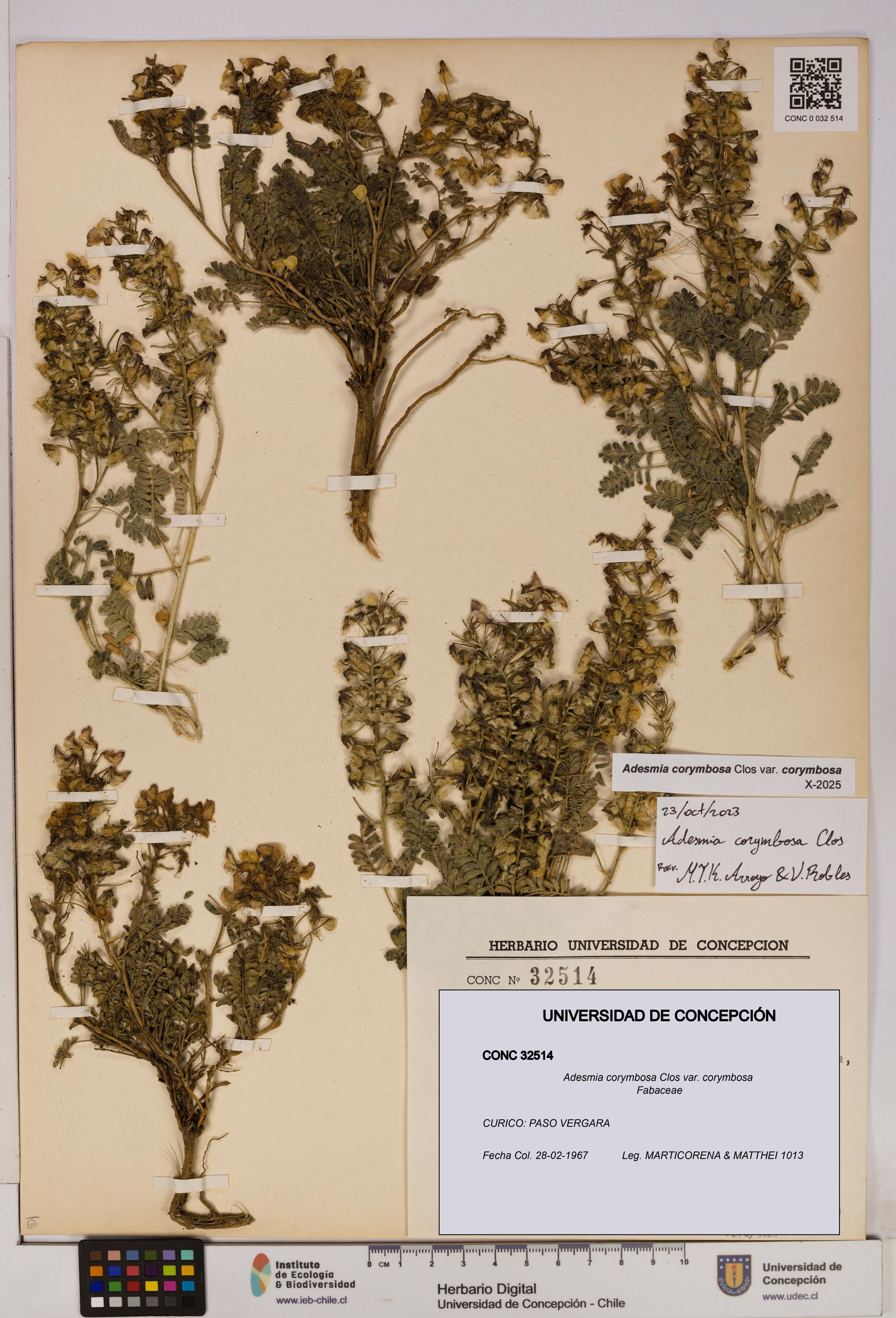 Adesmia corymbosa var. corymbosa [Espécimen: ]