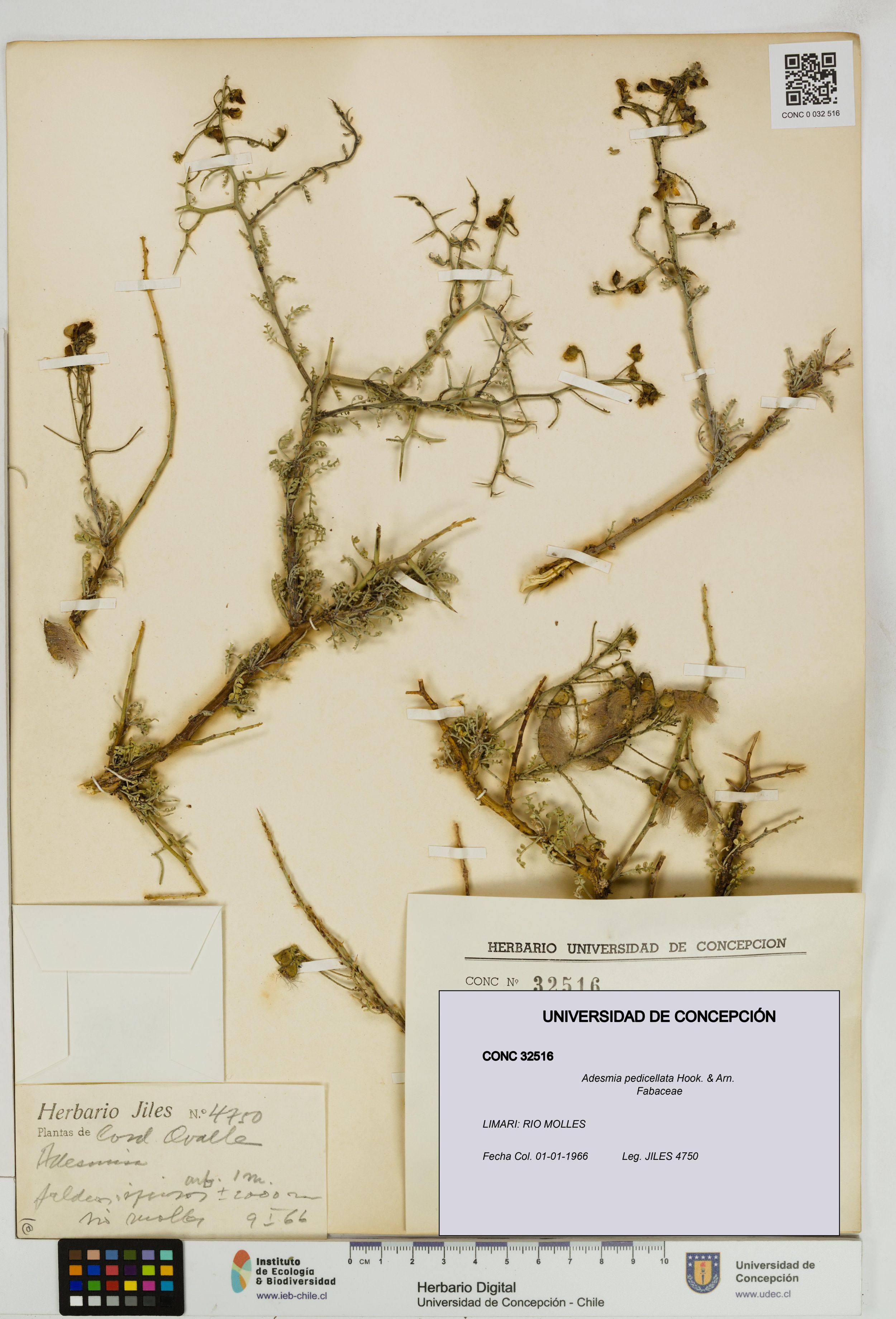 Adesmia pedicellata [Espécimen: ]