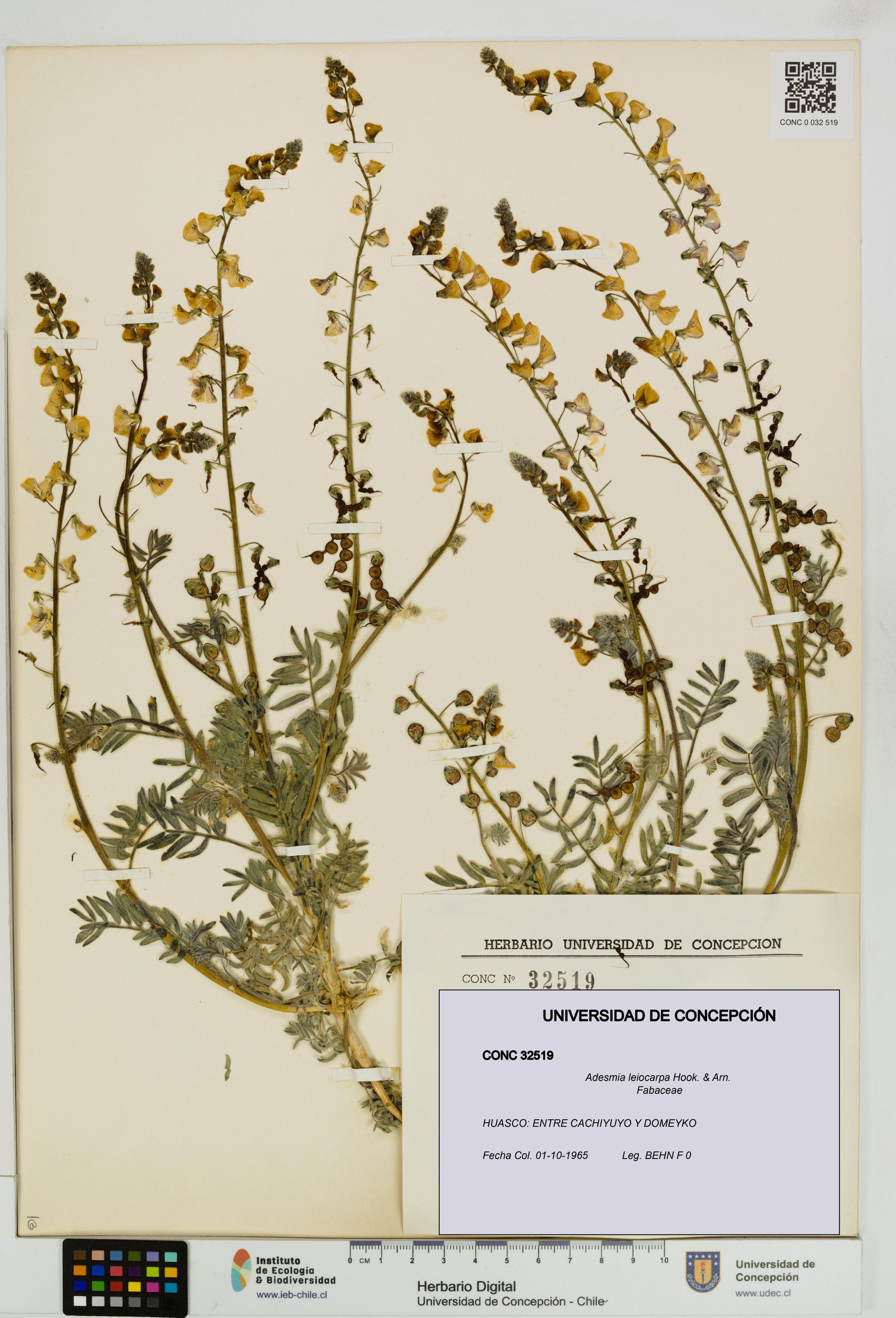 Adesmia leiocarpa [Espécimen: ]