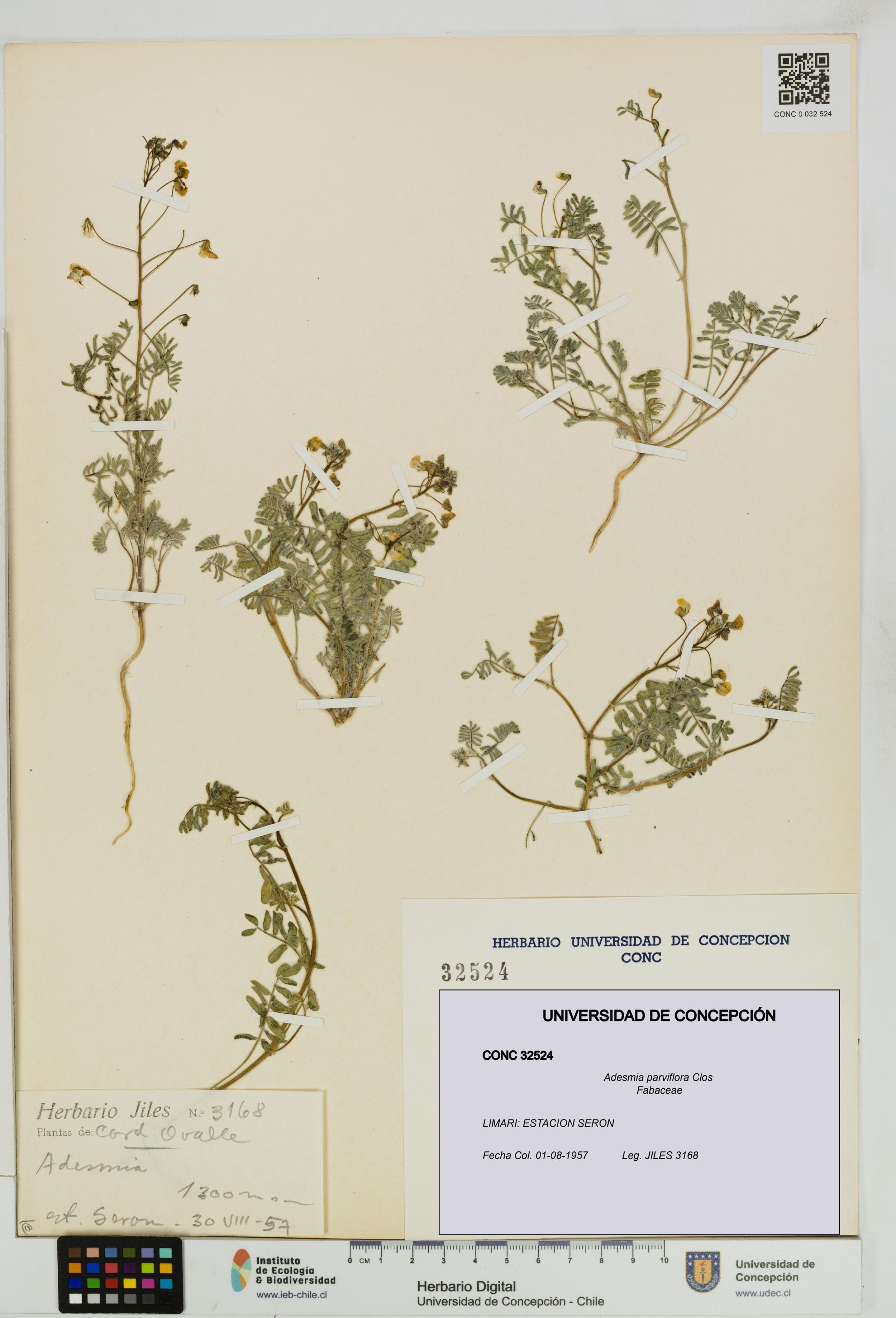 Adesmia parviflora [Espécimen: ]