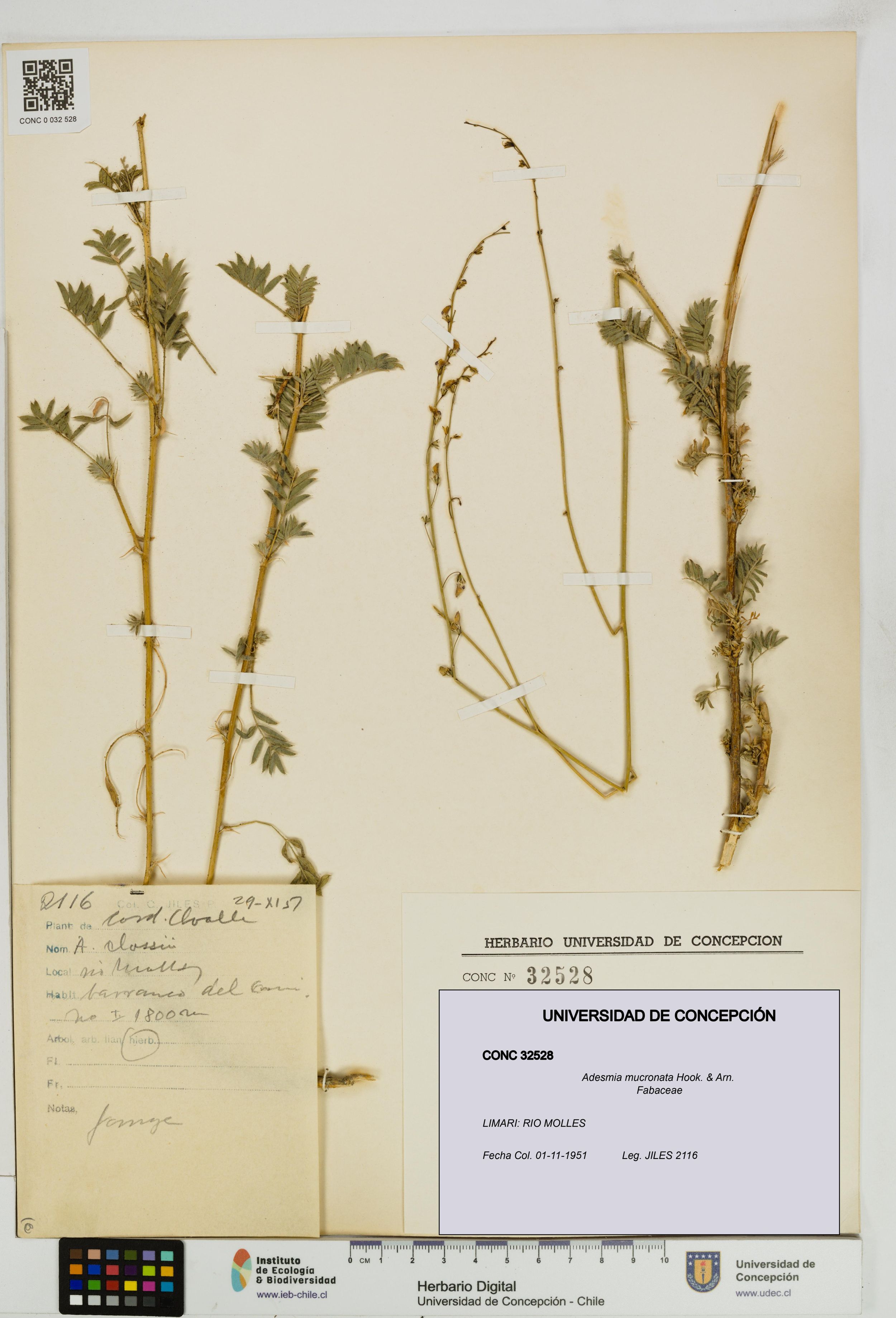 Adesmia mucronata [Espécimen: ]
