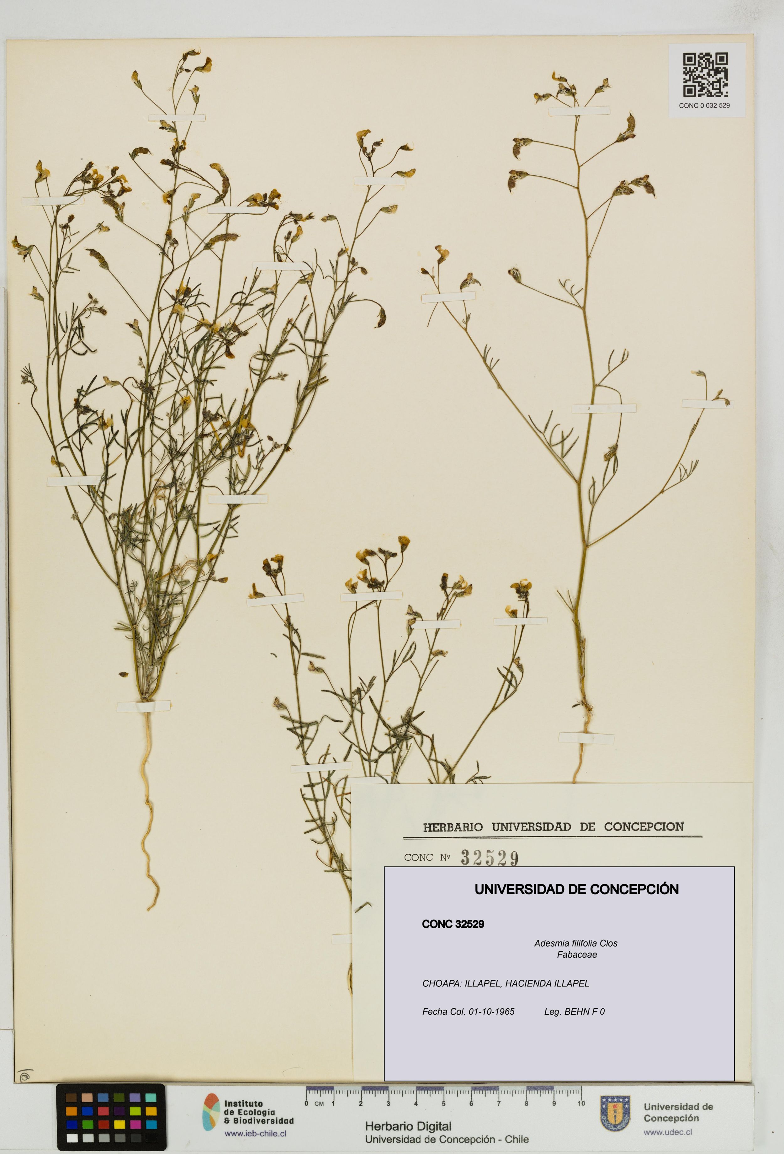 Adesmia filifolia [Espécimen: ]