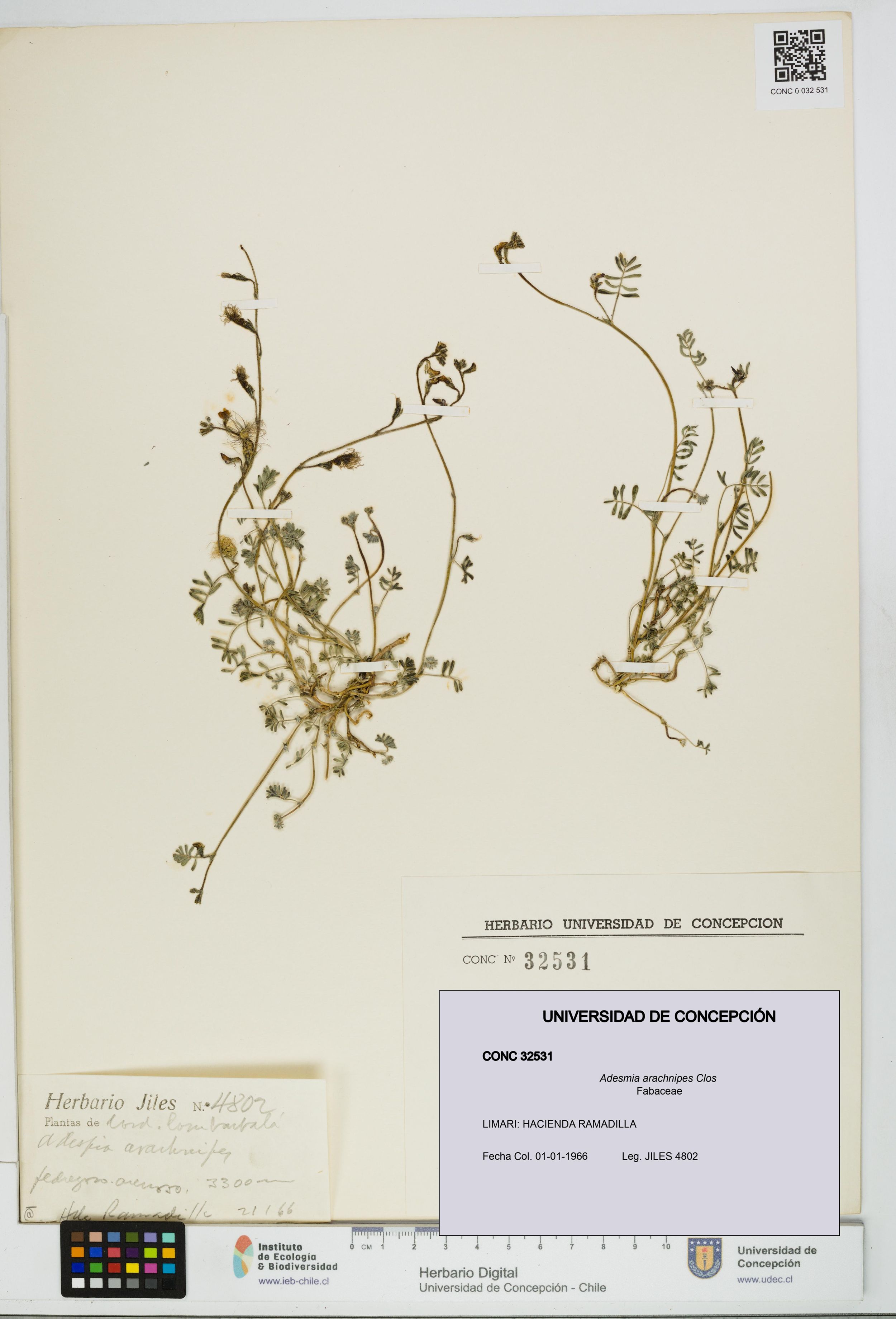 Adesmia arachnipes [Espécimen: ]