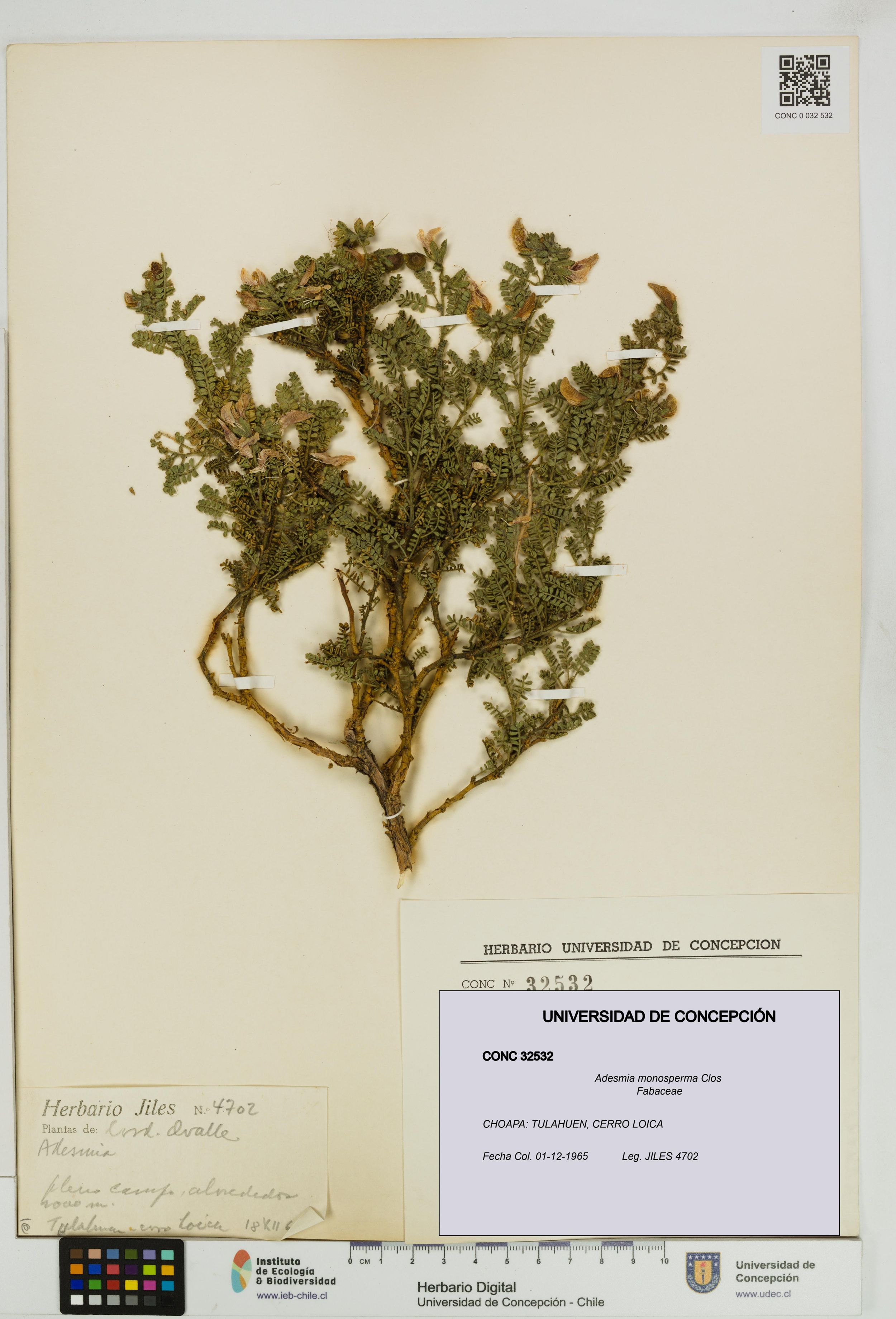 Adesmia monosperma [Espécimen: ]