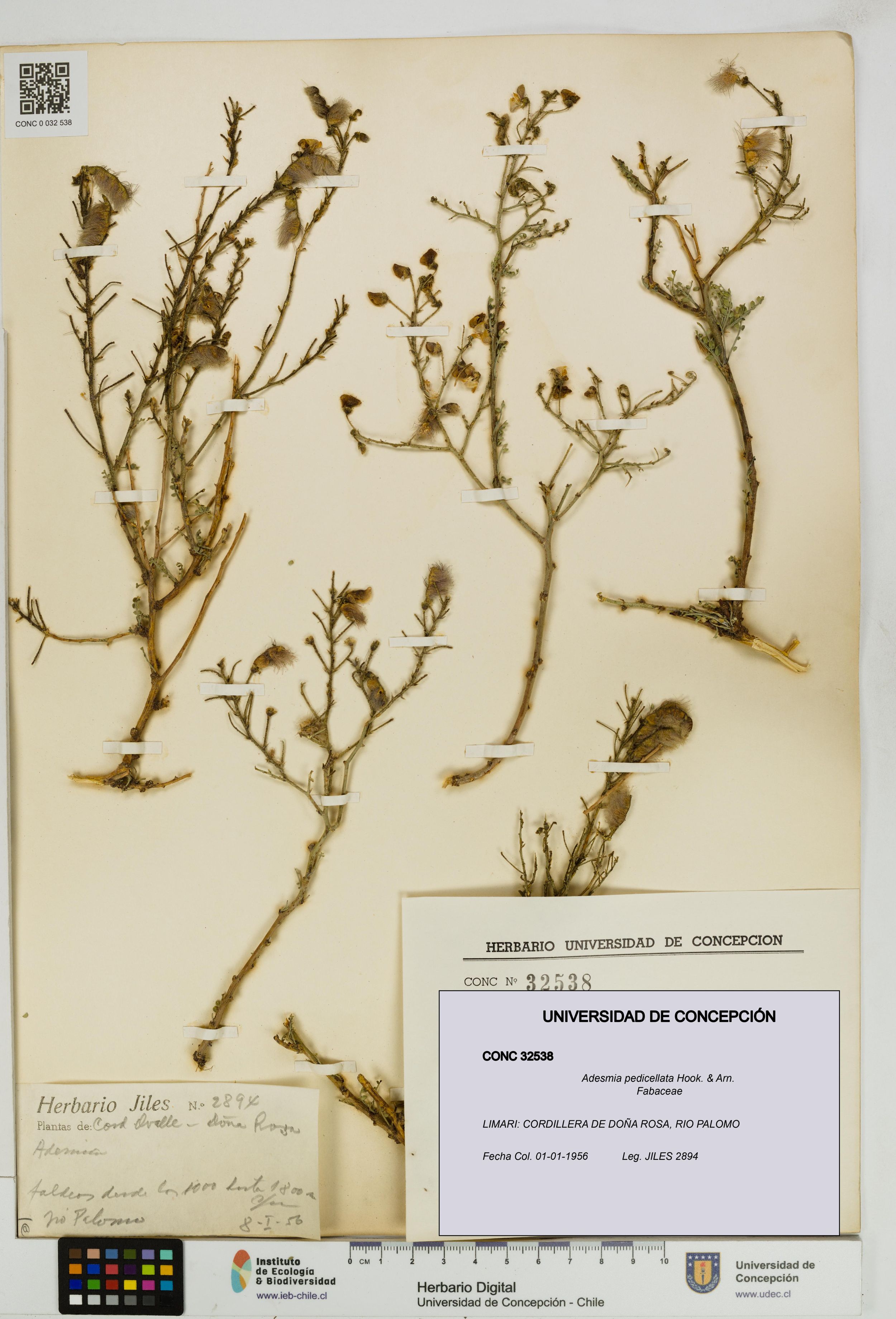 Adesmia pedicellata [Espécimen: ]