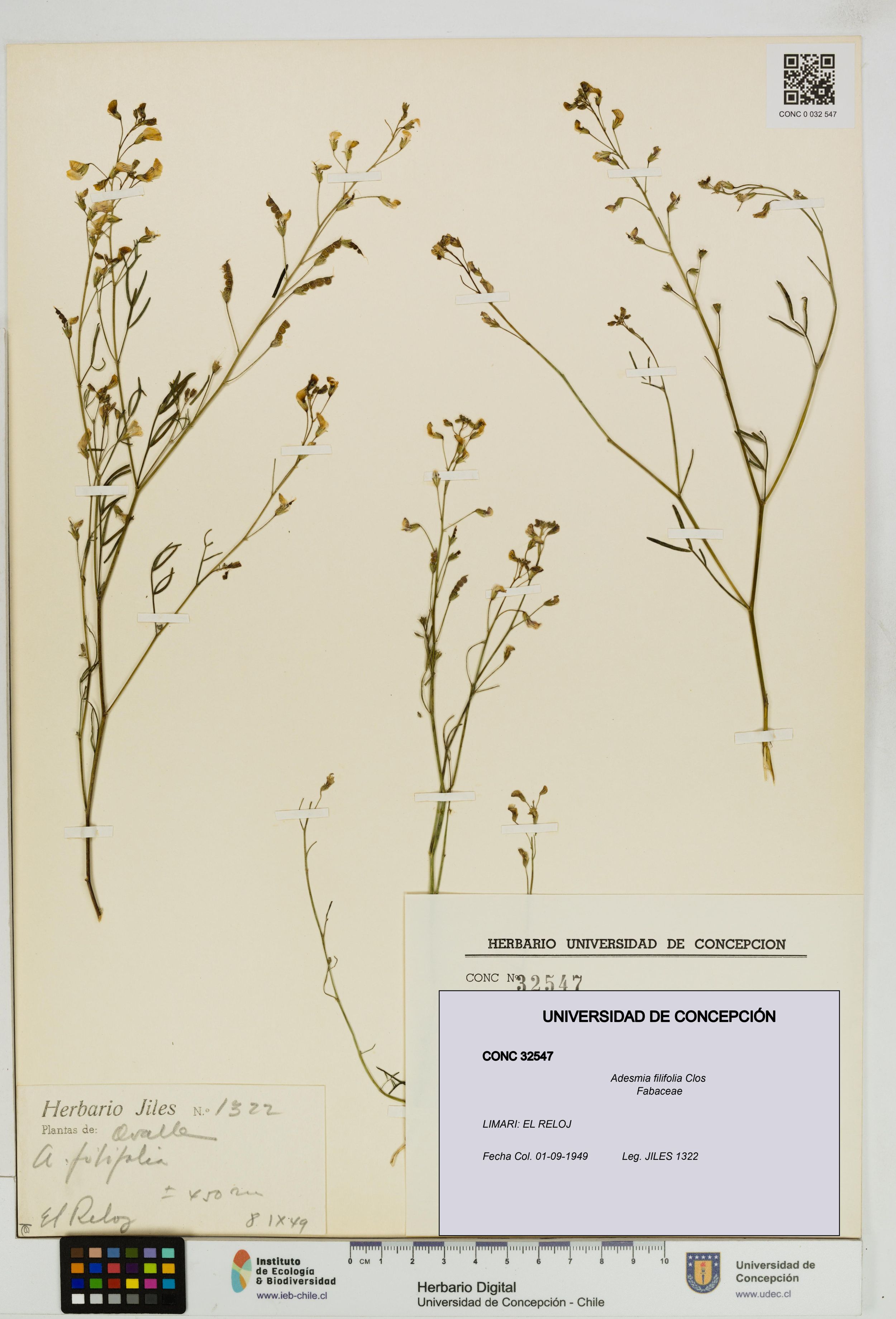Adesmia filifolia [Espécimen: ]