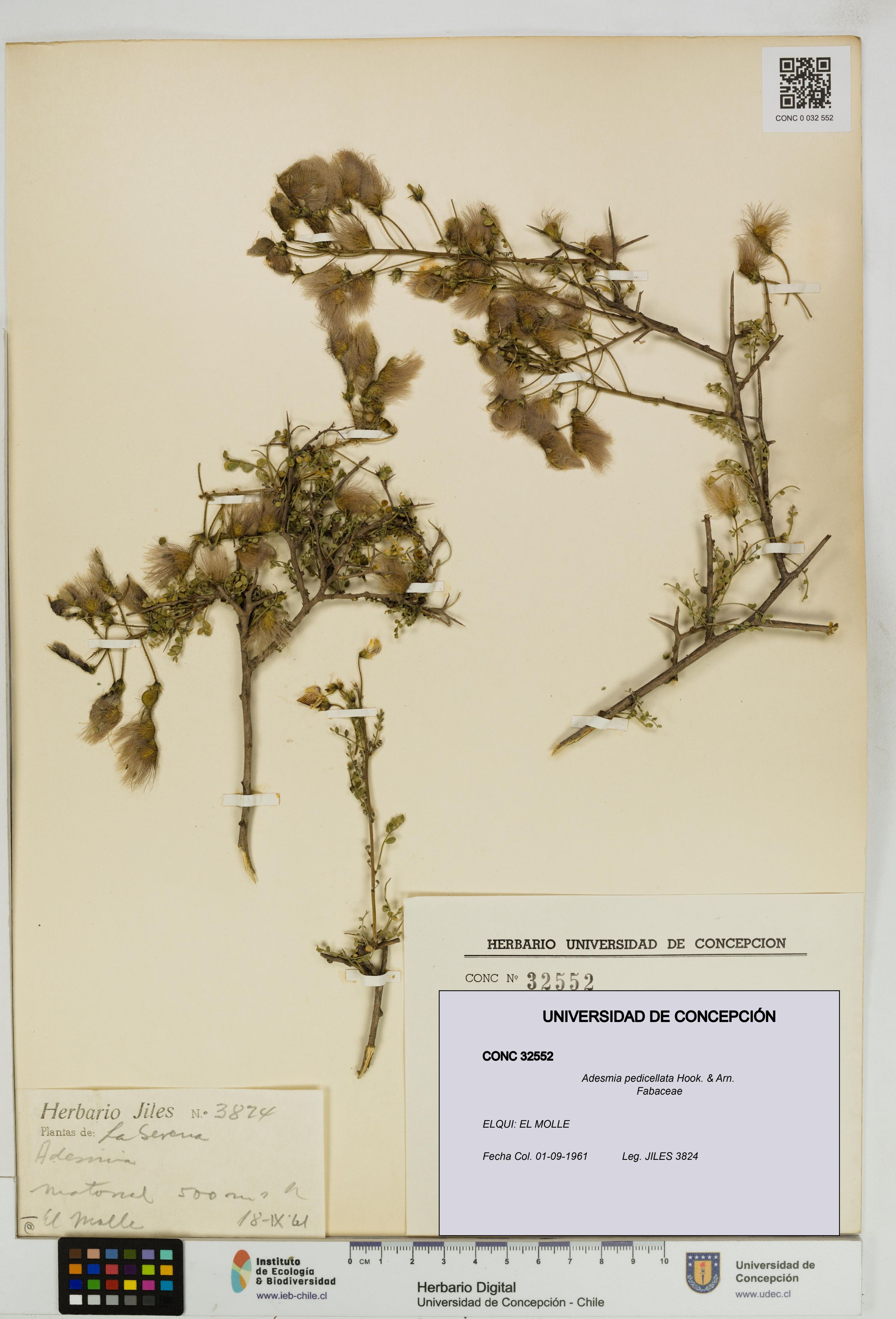 Adesmia pedicellata [Espécimen: ]