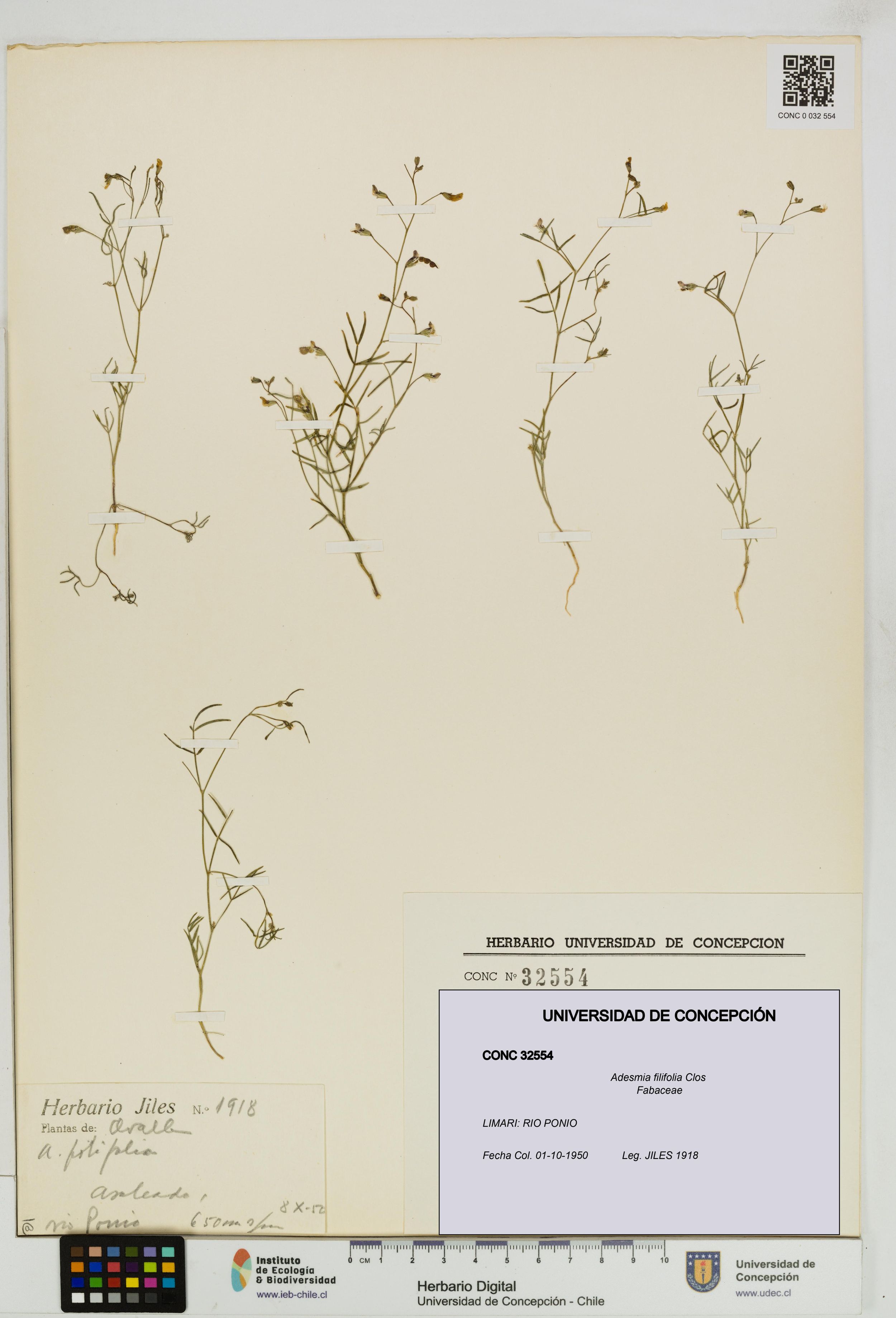 Adesmia filifolia [Espécimen: ]
