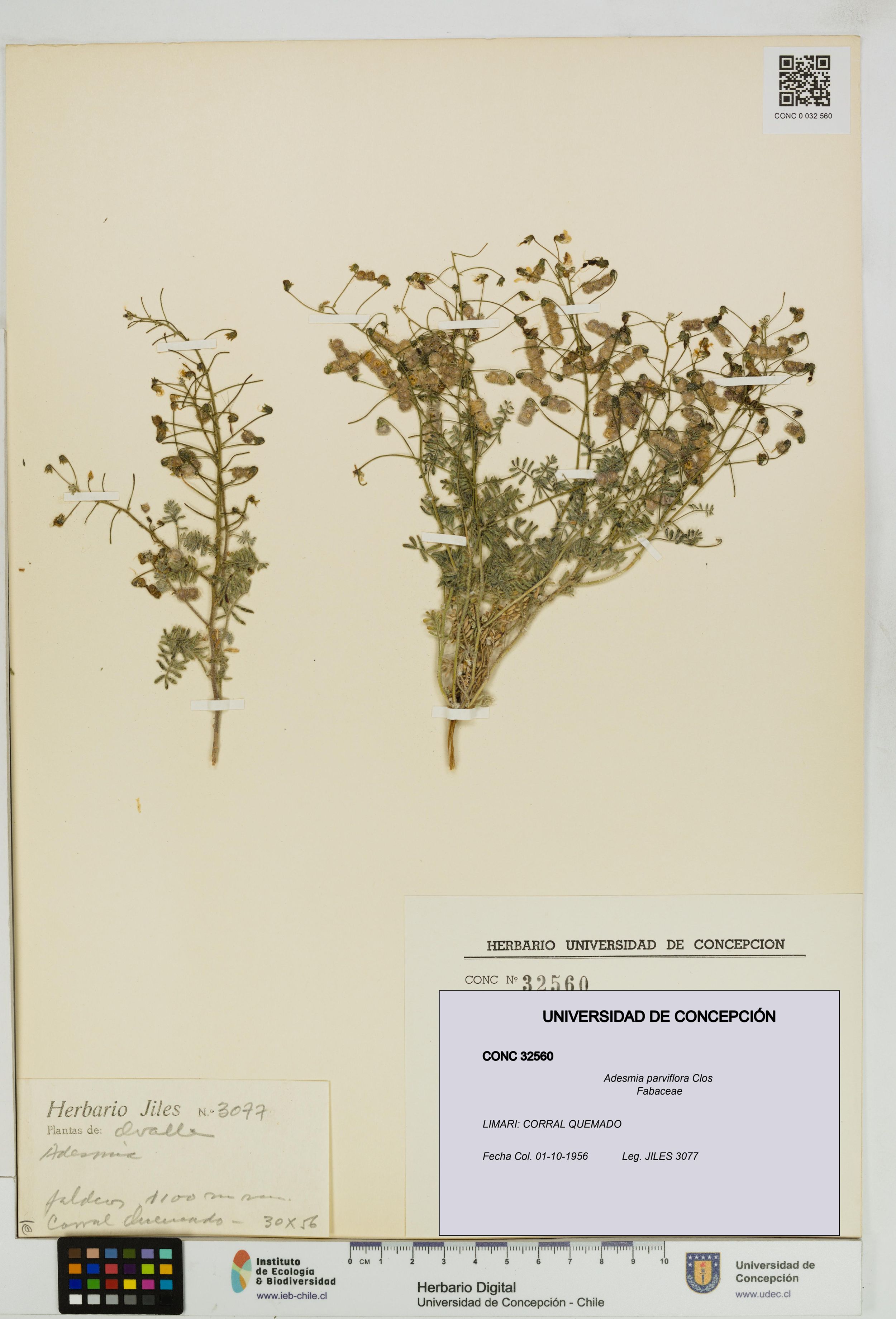 Adesmia parviflora [Espécimen: ]