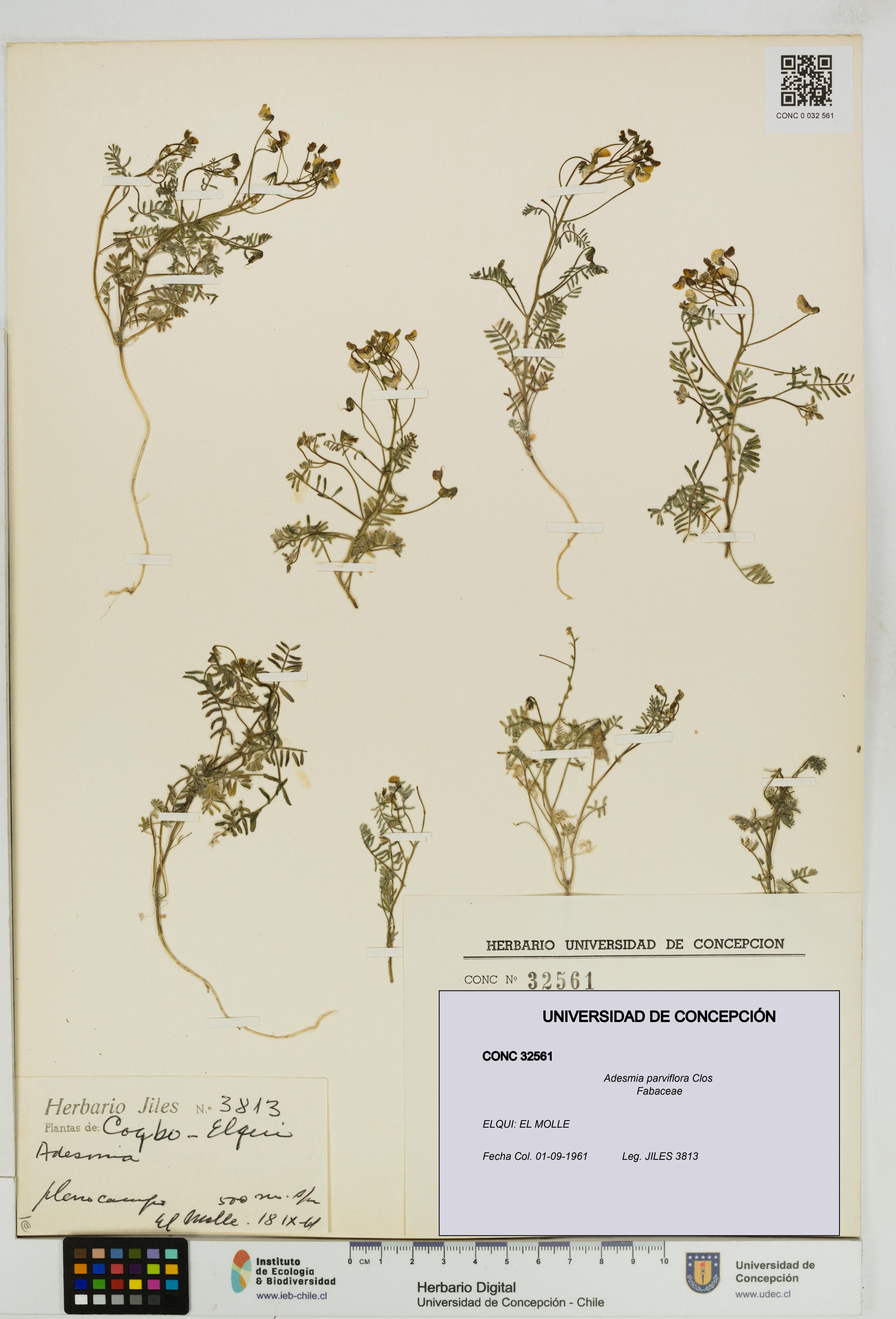 Adesmia parviflora [Espécimen: ]