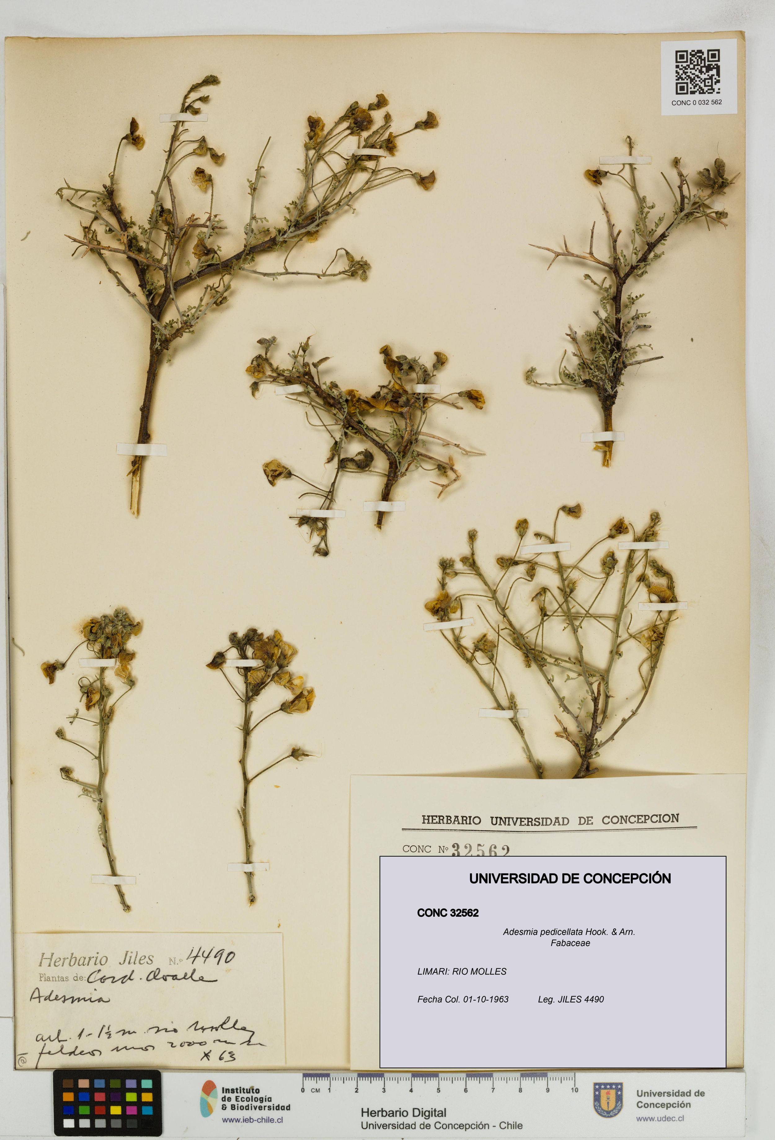Adesmia pedicellata [Espécimen: ]