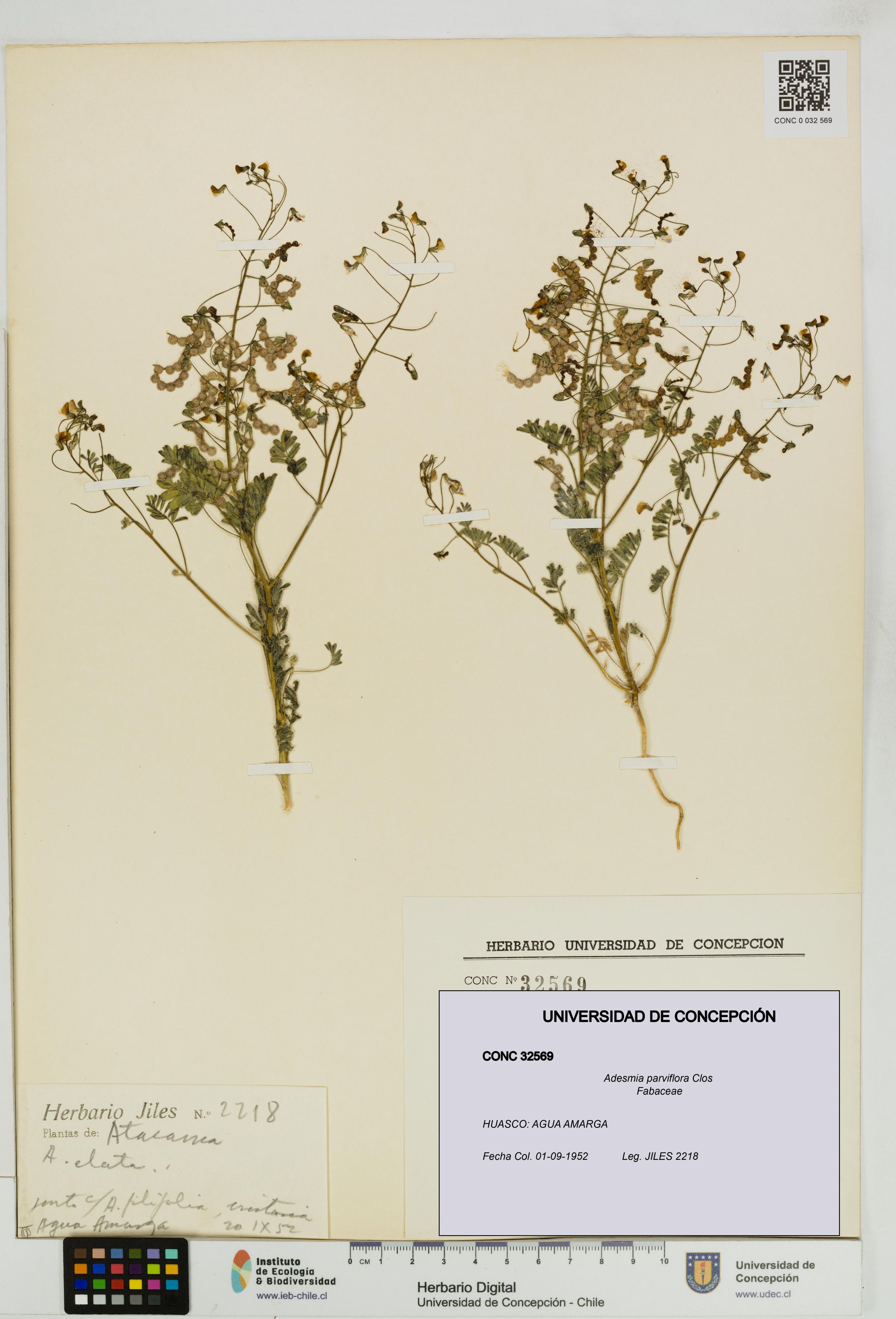 Adesmia parviflora [Espécimen: ]